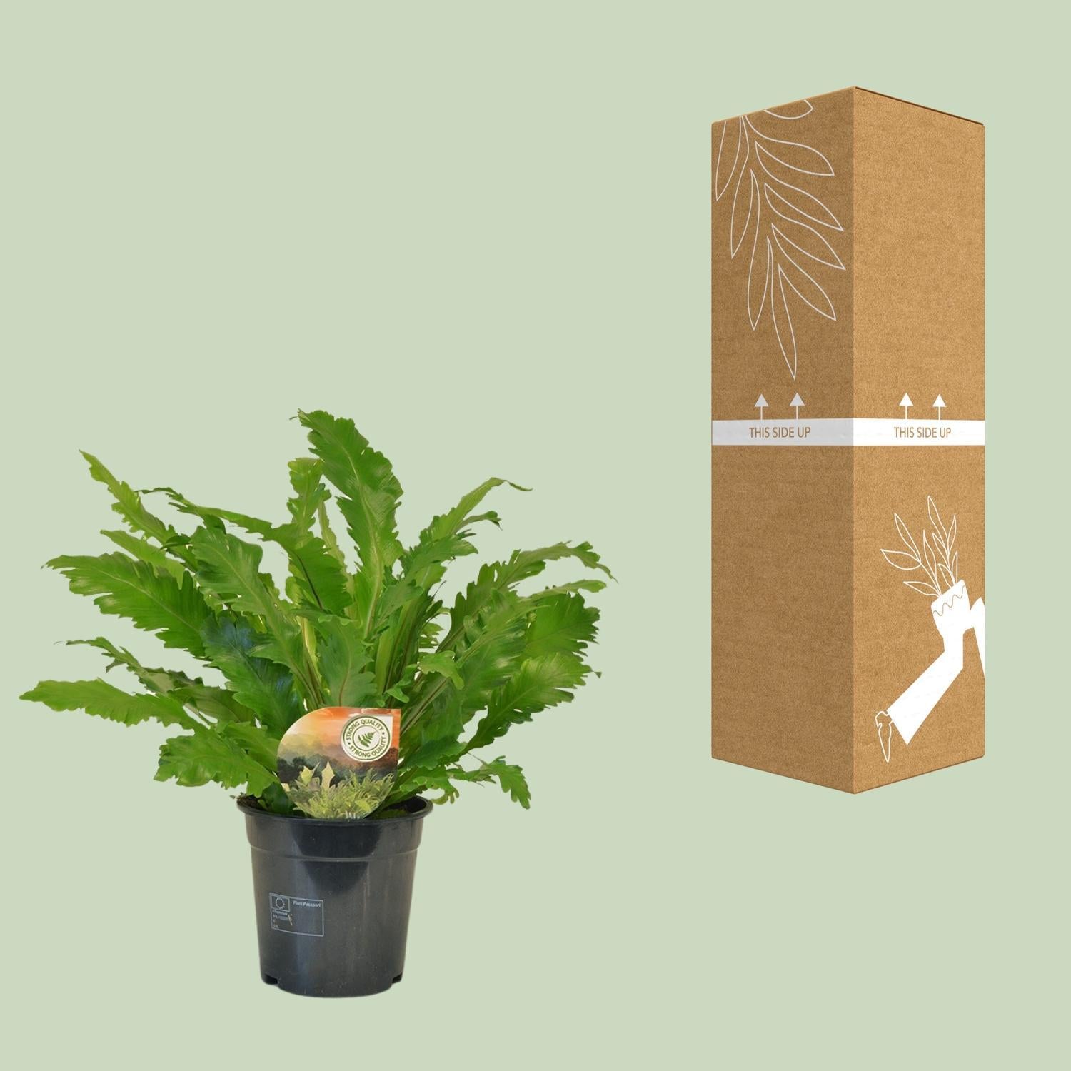 Nestfarn - Asplenium Campio - Ø17cm - ↕50cm