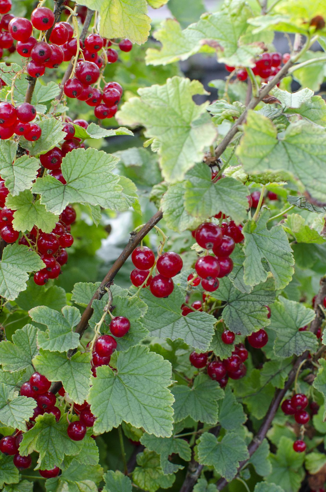 Ribes rubrum - rote Johannisbeere 'Jonkheer van Tets' - ↨45cm - Ø13