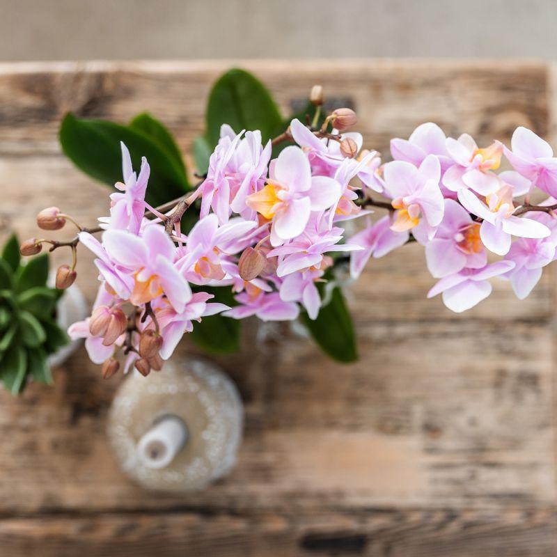 Orchidee - Set aus rosa gefleckter Orchidee und Sukkulente auf weißem Tablett - frisch vom Züchter