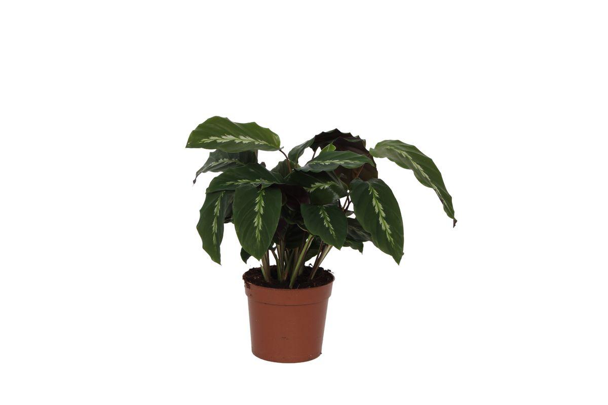 Calathea Maui Koningin - 40 cm - Ø12cm