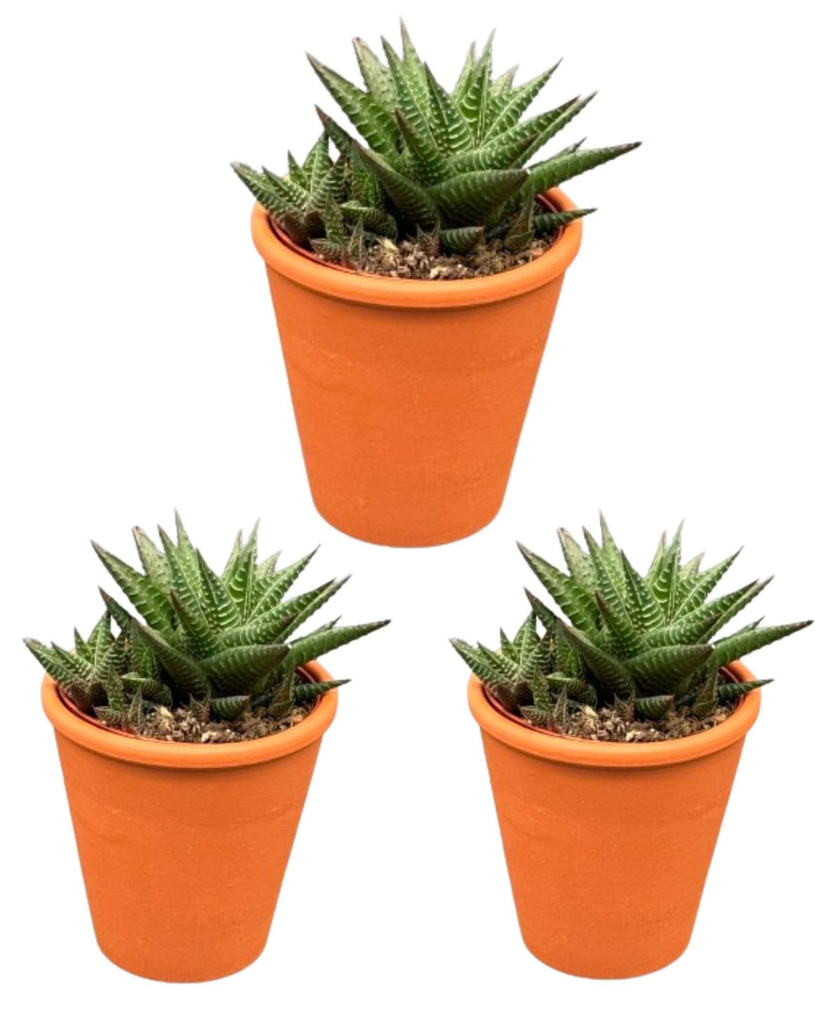 Sukkulenten Set - Hawortia Limifolia - 8.5cmØ- 10-15cm im Terracotta Topf   3 Stück