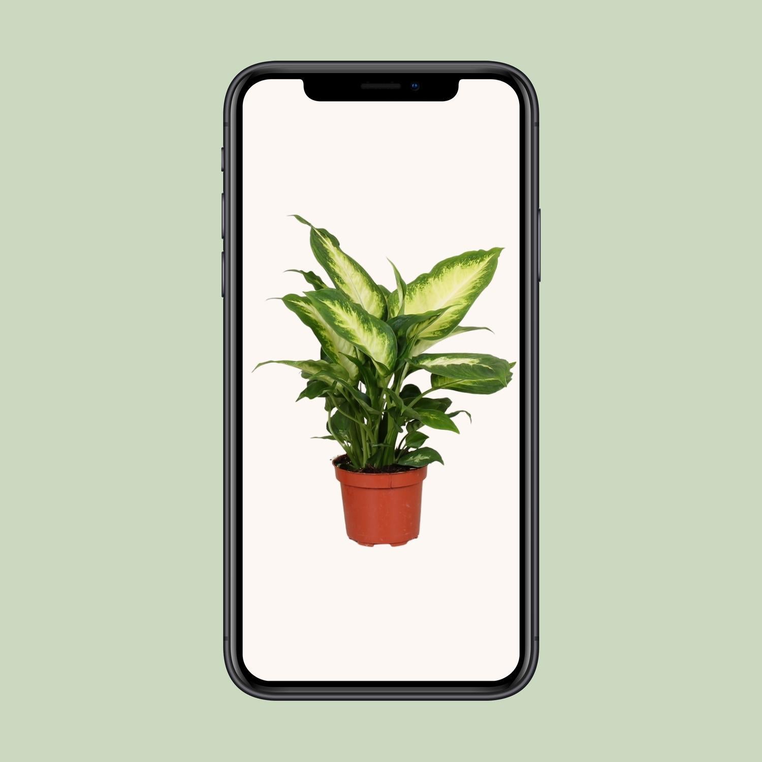 Dieffenbachia Camilla - Ø12cm - ↕35cm