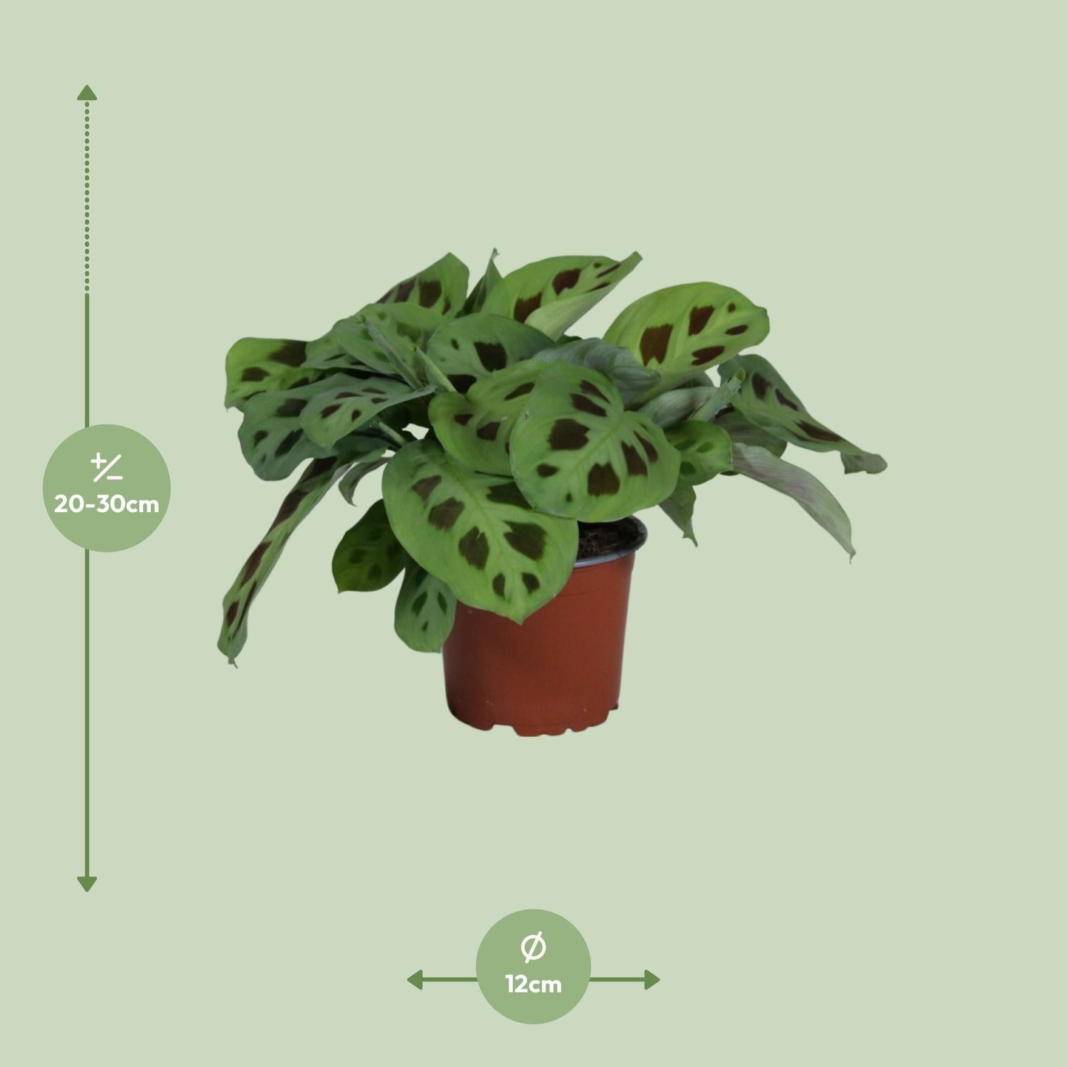 Gebetspflanze -  Maranta Leuconeura Kerchoveana - Ø12cm - ↕30cm