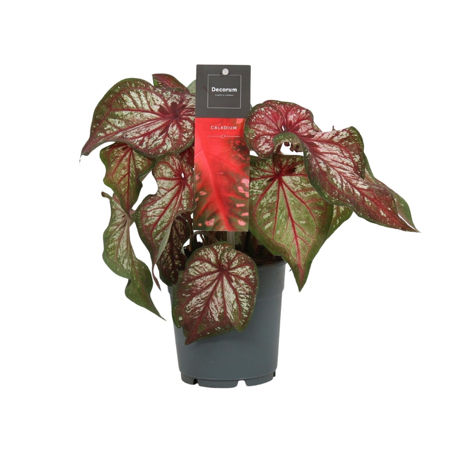 Caladium Bicolor - Ø12cm - ↕25cm