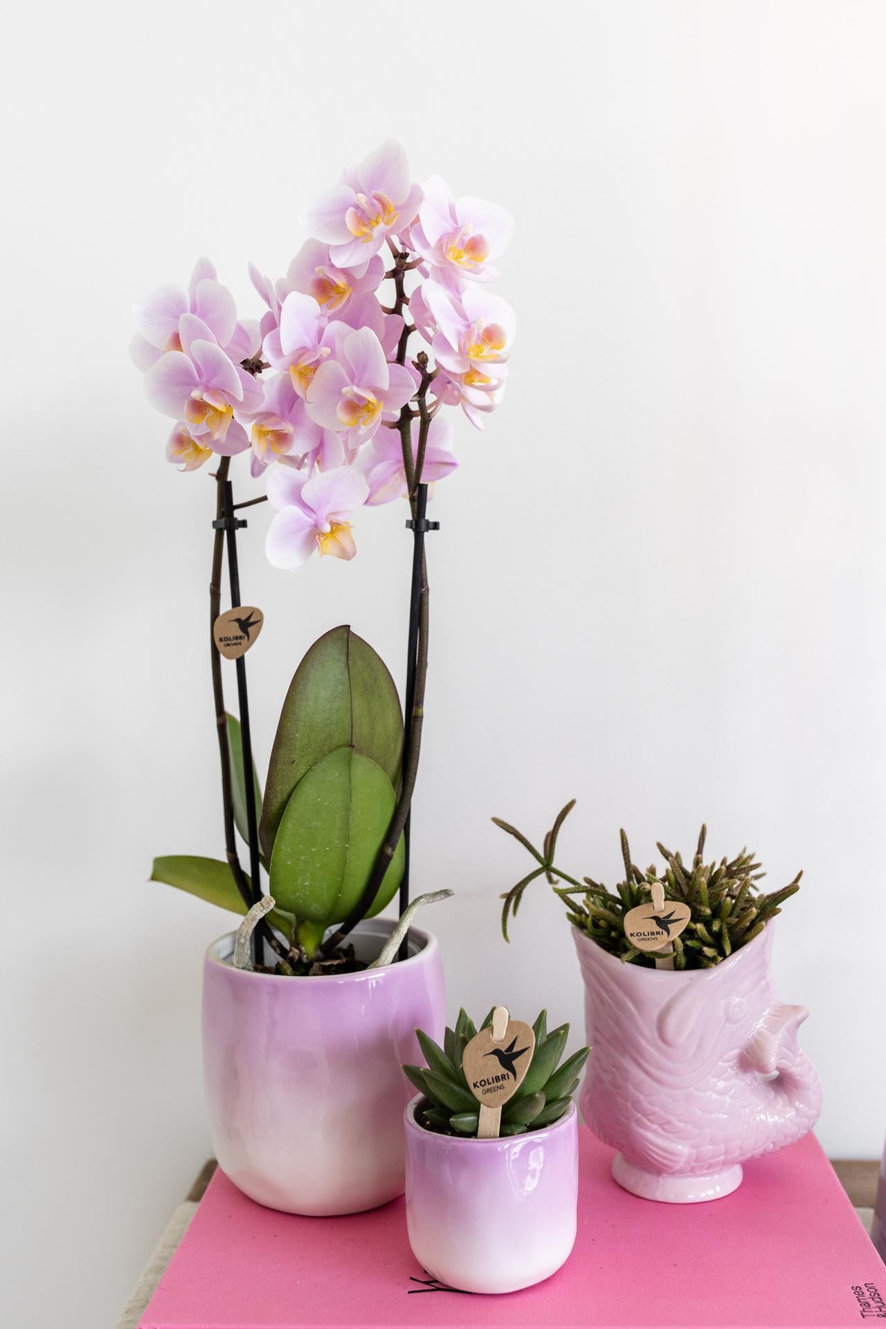 Kolibrie-orchideeën | Roze Phalaenopsis Orchidee - Andorra - potmaat Ø9cm | bloeiende kamerplant - vers van de veredelaar