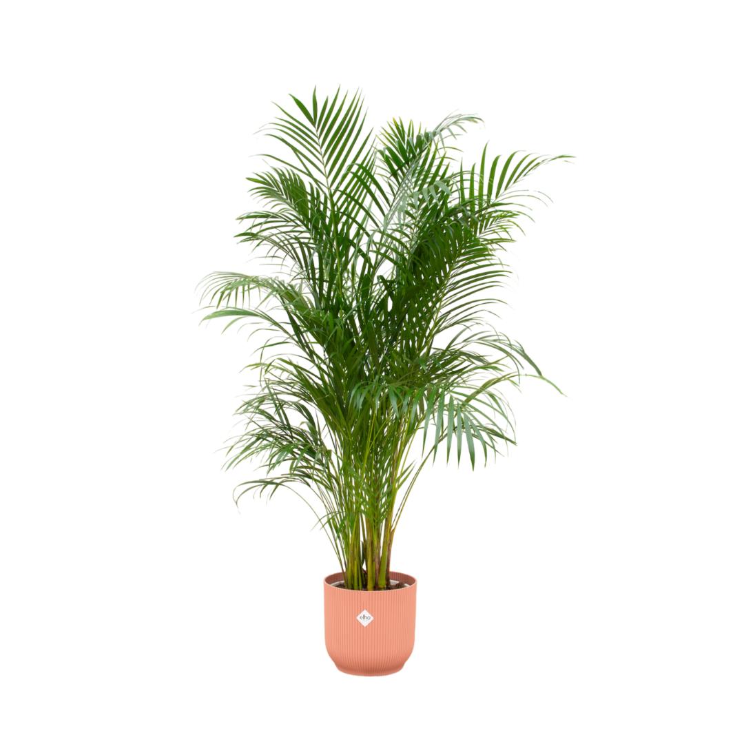 Arecapalme Dypsis lutescens inklusive elho Vibes Fold Round Topf rosa Ø30 - 180 cm