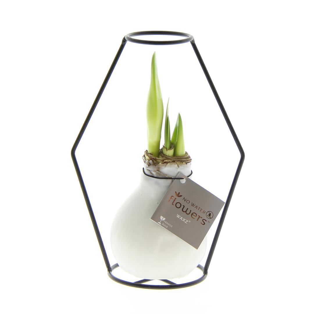 No Water Flowers® (wax amaryllis) | Formz Modern - White + Red flower