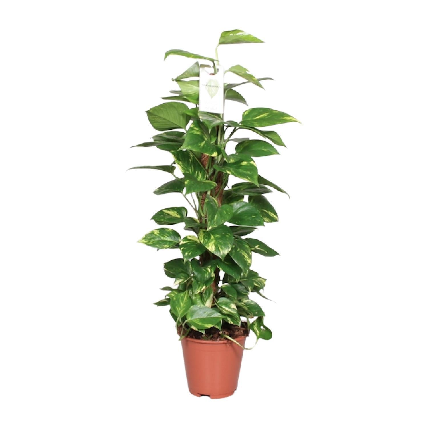 Efeutute - Epipremnum Pinnatum Mosstok 80cm Scindapsus - Ø19cm - ↕80cm mit Moosstab