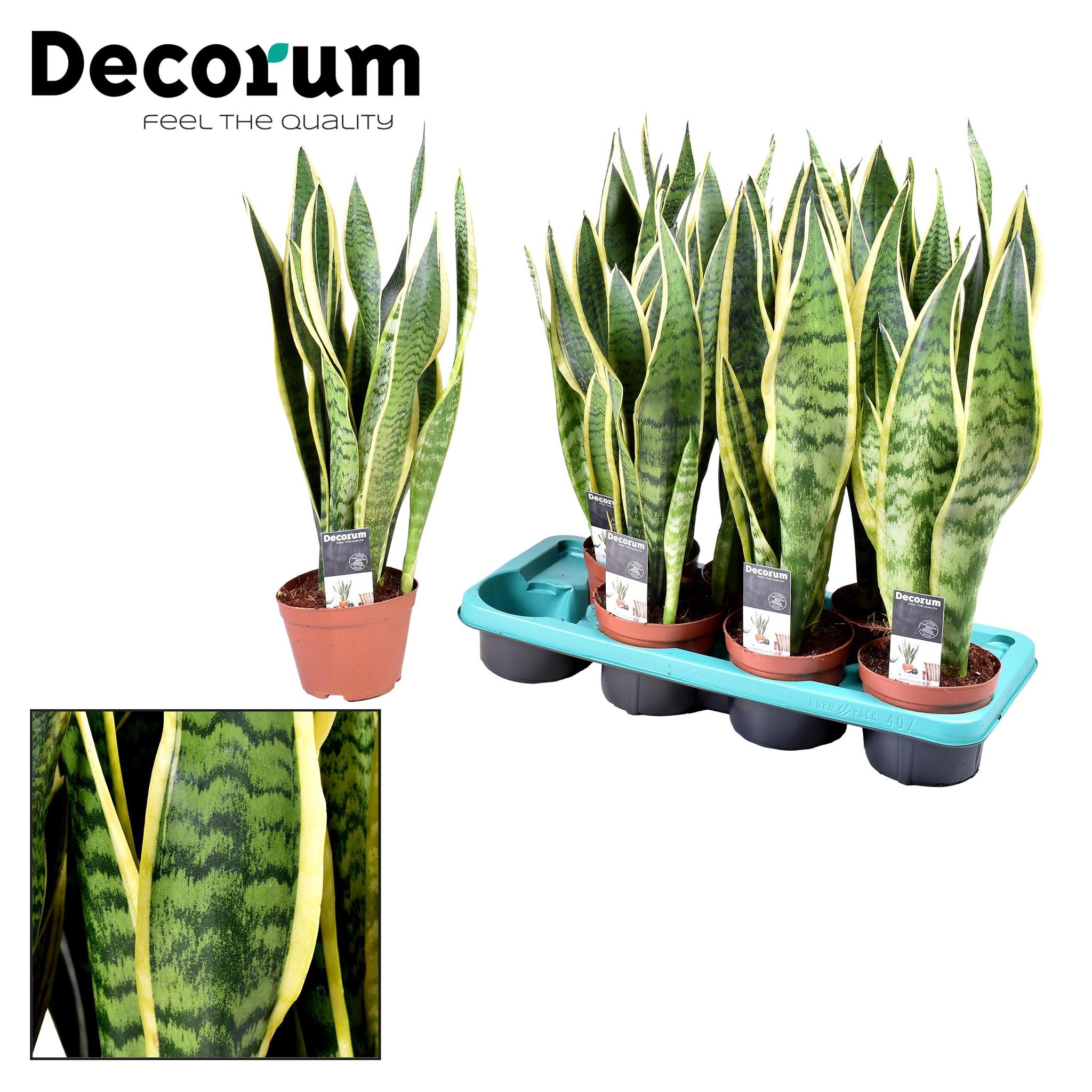 Sansevieria Laurentii - Ø14cm - ↕55cm