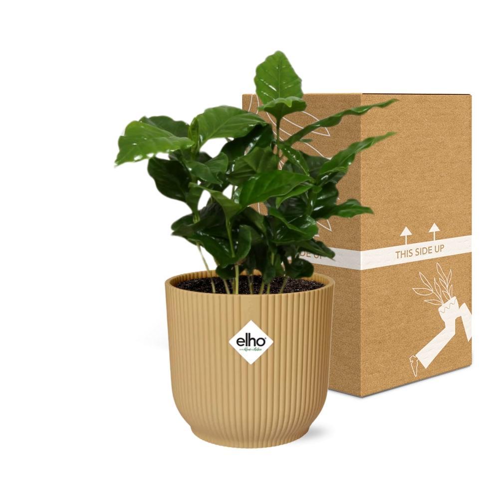 Coffea Arabica - Kaffeepflanze - in ELHO Vibes Fold 14cm geel Topf gelb