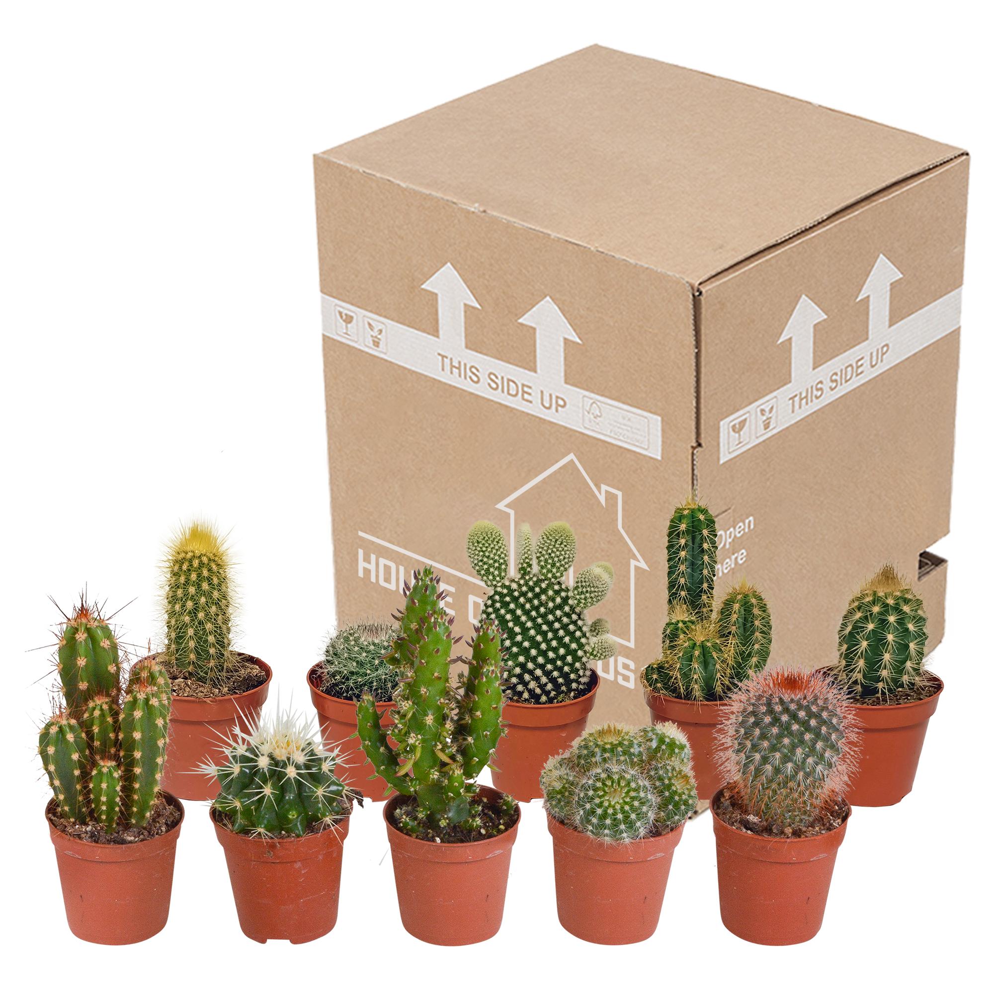 Cactusmix 5,5 cm - 10x - zonder pot