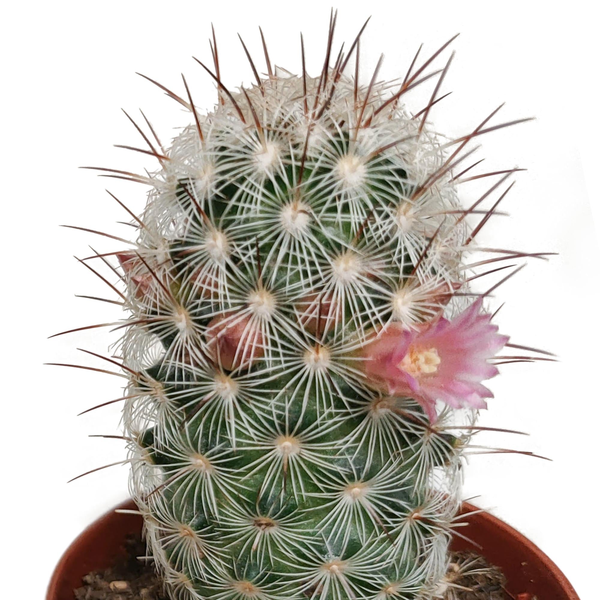 Cactusmix 5,5 cm - zonder pot bloeiend - 5x