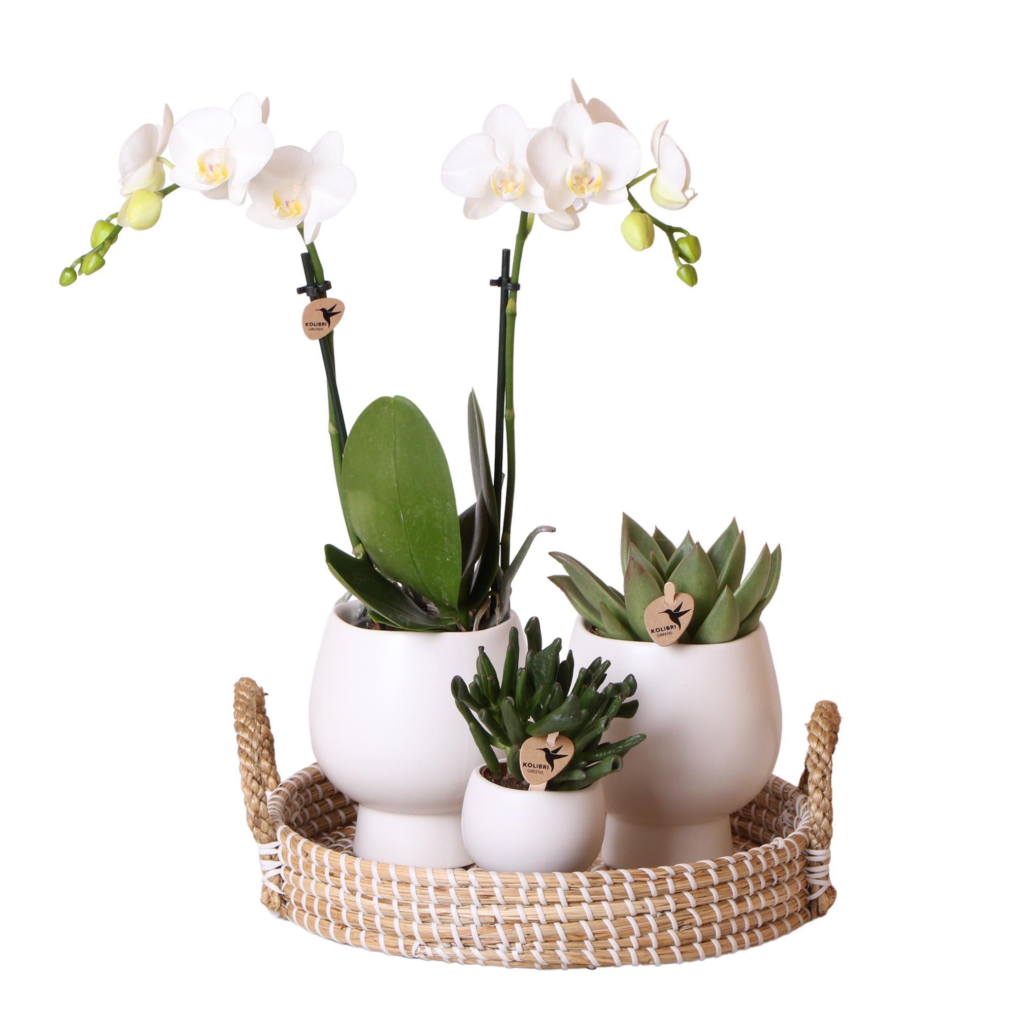 Complete plantenset Scandic wit | Groene plantenset met witte Phalaenopsis orchidee en vetplanten inclusief keramische sierpotten