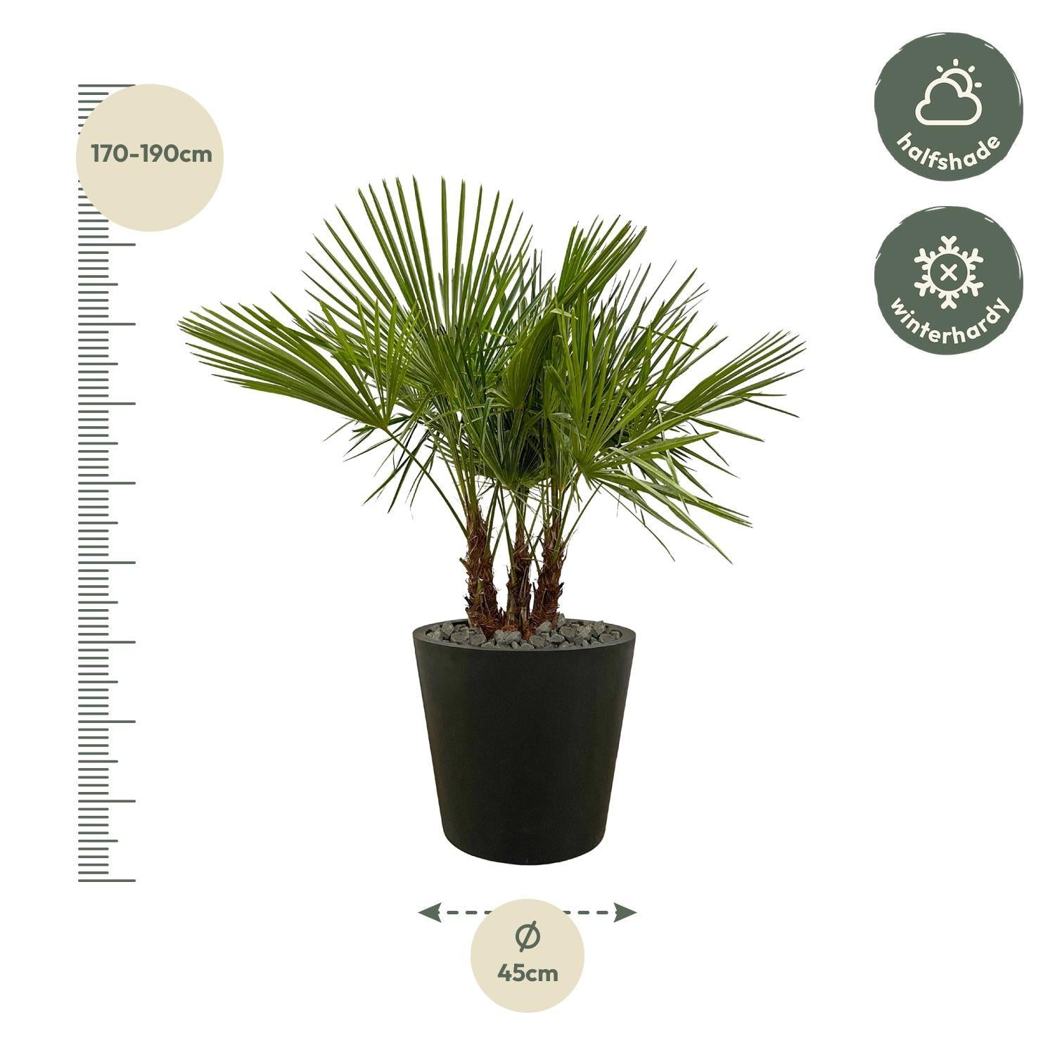 Trachycarpus meerstammig - 180cm - Ø45