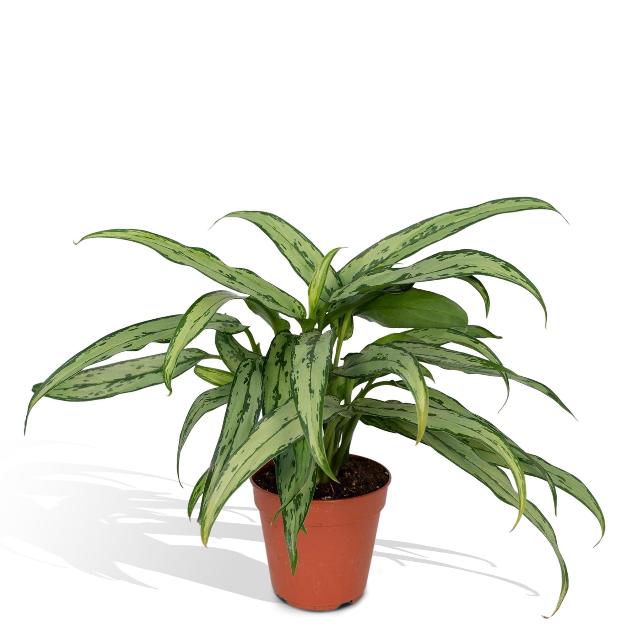 Kolbenfaden - Aglaonema Cutlass - Ø30cm - ↕12cm