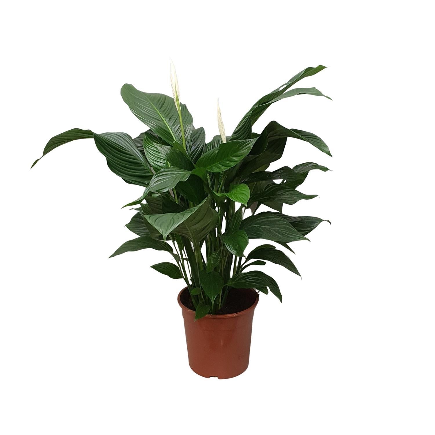 Spathiphyllum Zoete Silvana - Ø24cm - ↕80cm