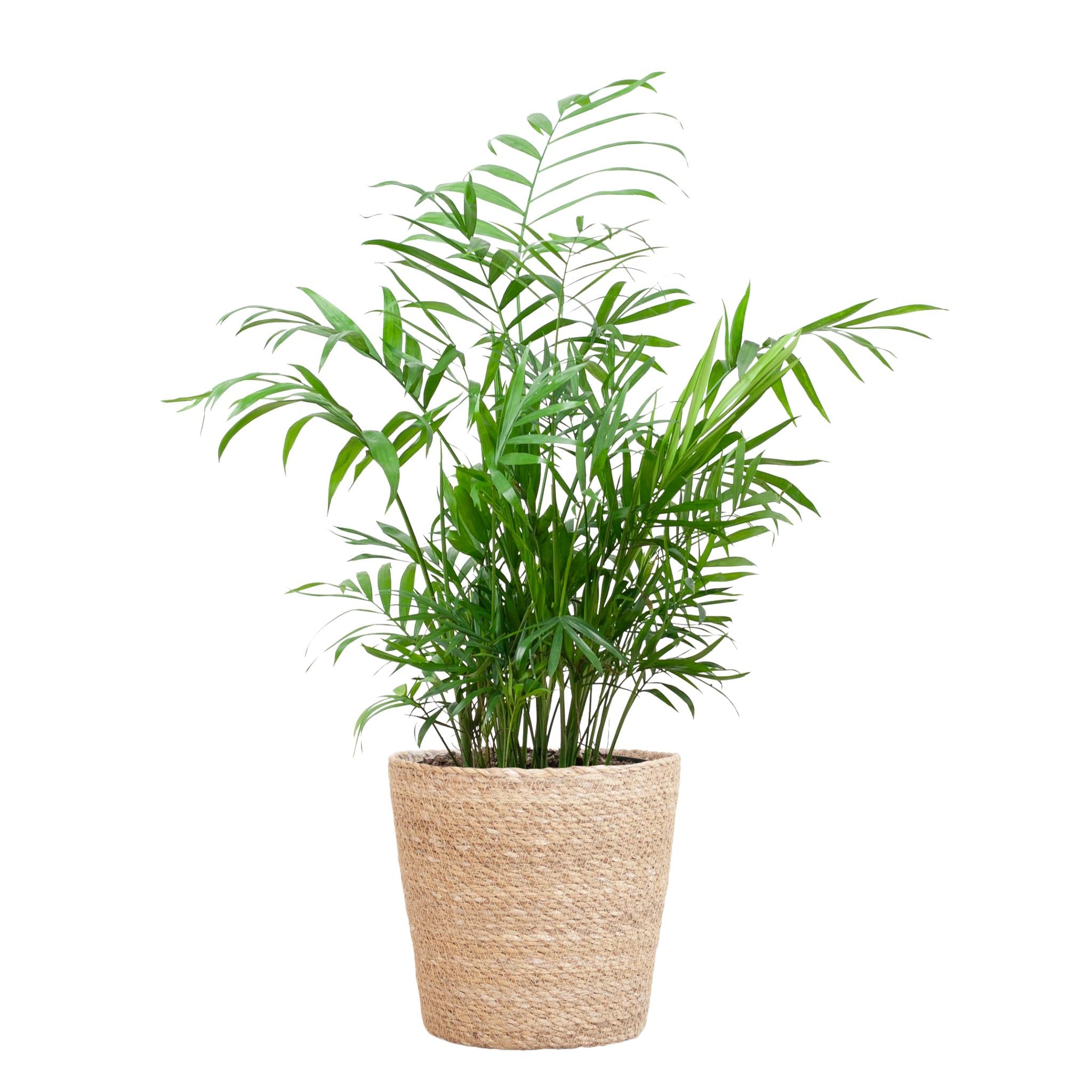 Mexikanische Bergpalme - Chamadorea Elegans mit Sofia-Korb natur  - 55cm - Ø17