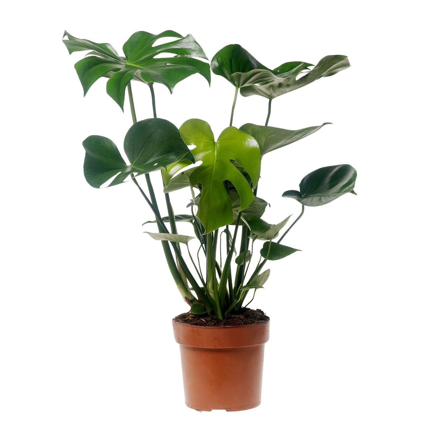 Schweizer Käsepflanze - Monstera Deliciosa - Ø17cm - ↕55cm