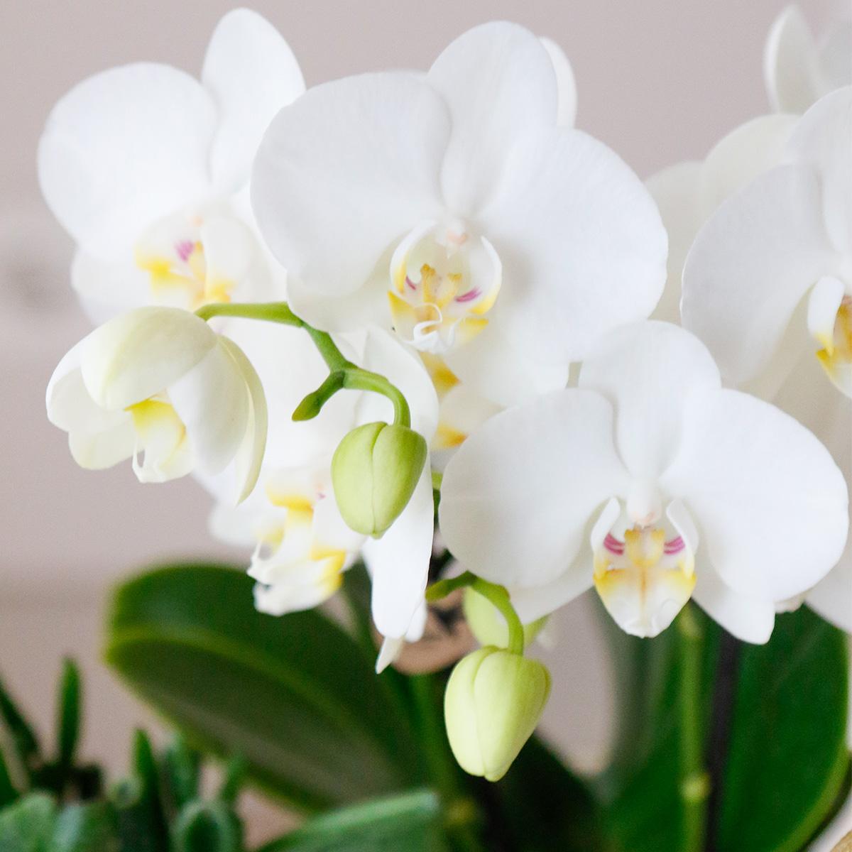 Kolibriebedrijf | Complete plantenset Luxury Living | Groene planten met witte Phalaenopsis orchidee inclusief keramische sierpotten en accessoires