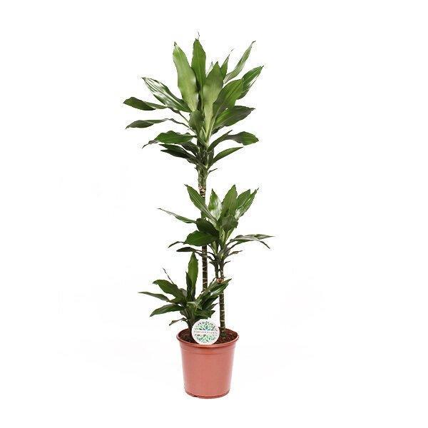 Drachenbaum Janet Lind - Dracaena Janet Lindt