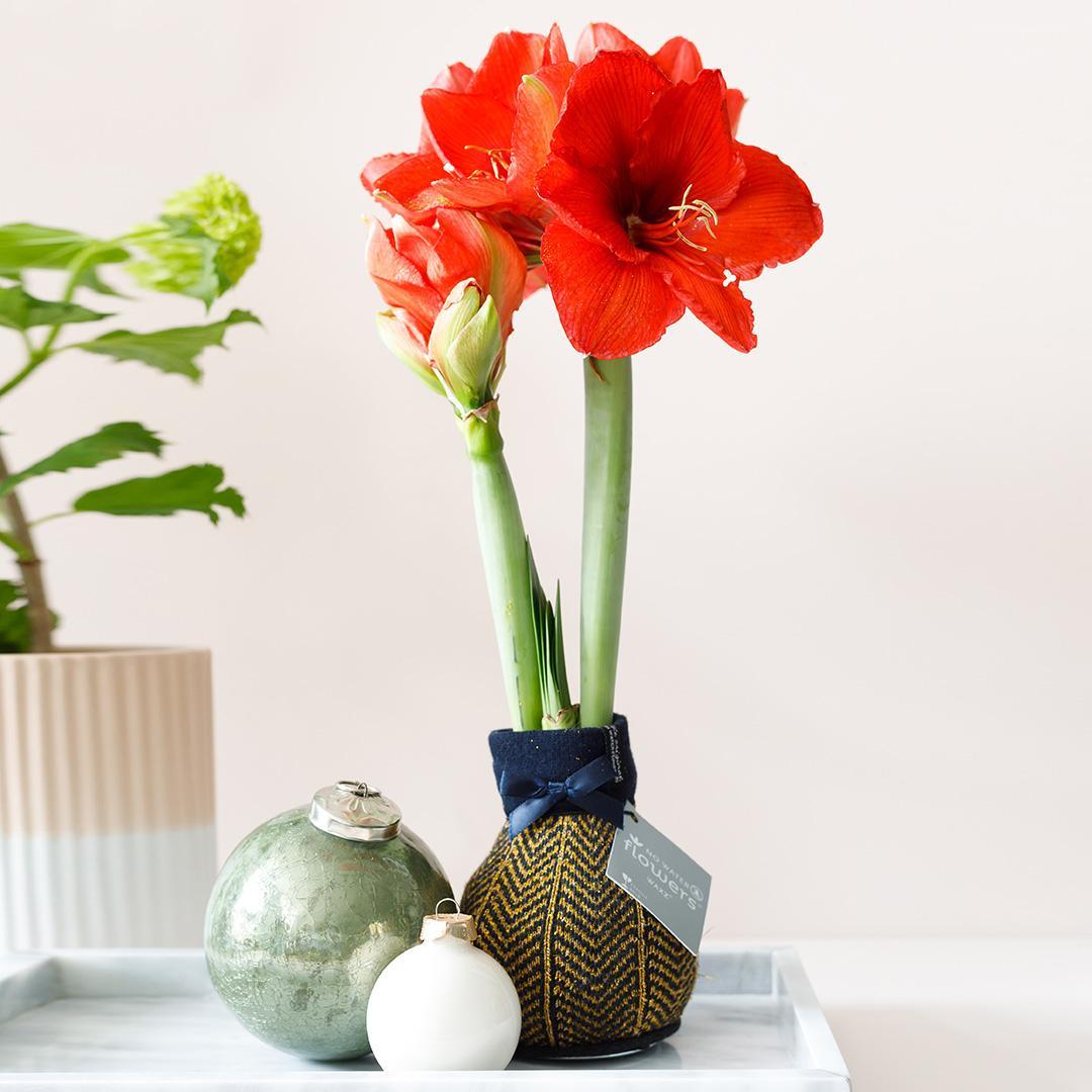 No Water Flowers® (wax amaryllis) | Fashionz Elegant - Gold + Red flower