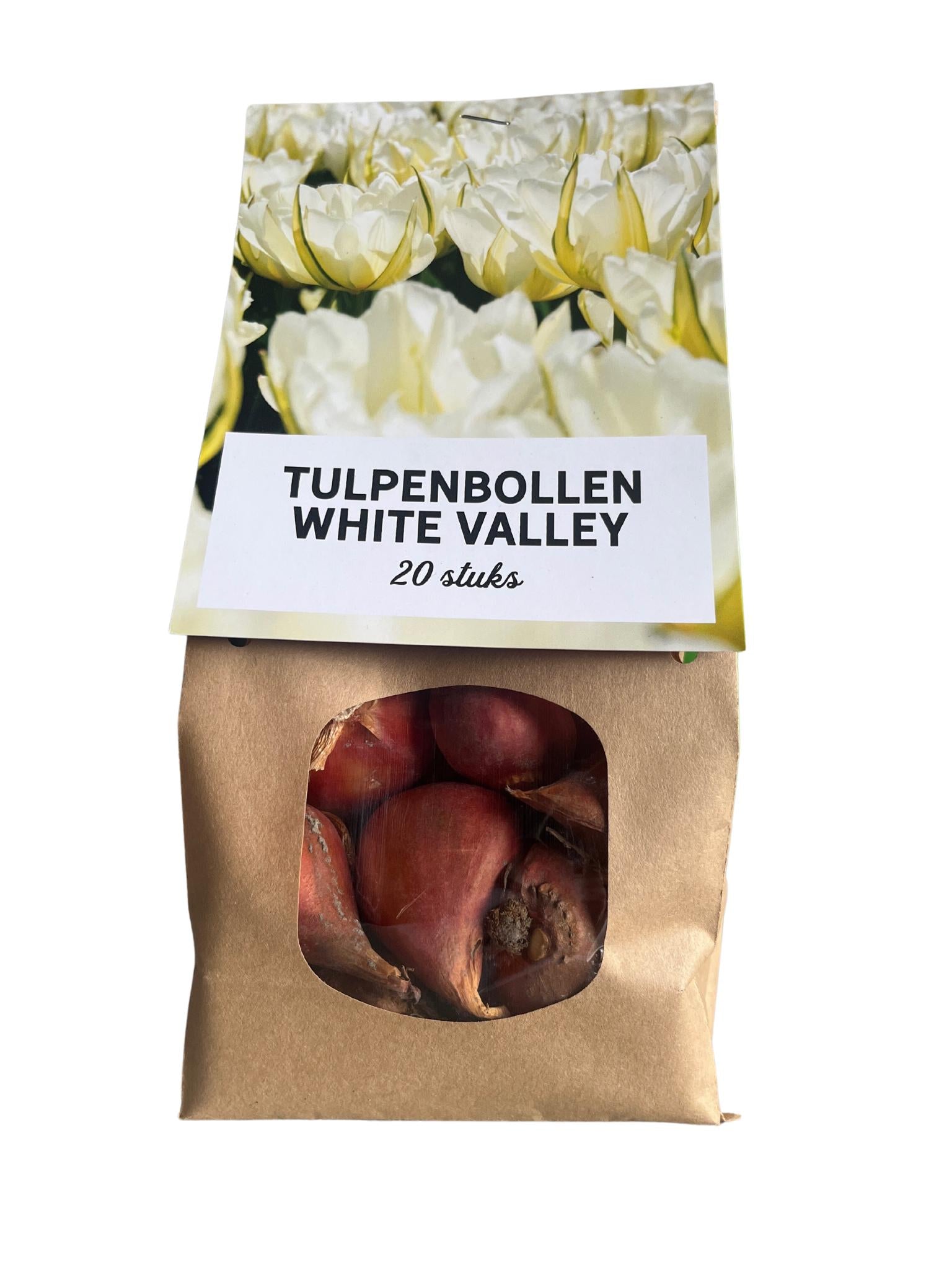 Tulpe White valley - Tulpenzwiebeln 20 Stück