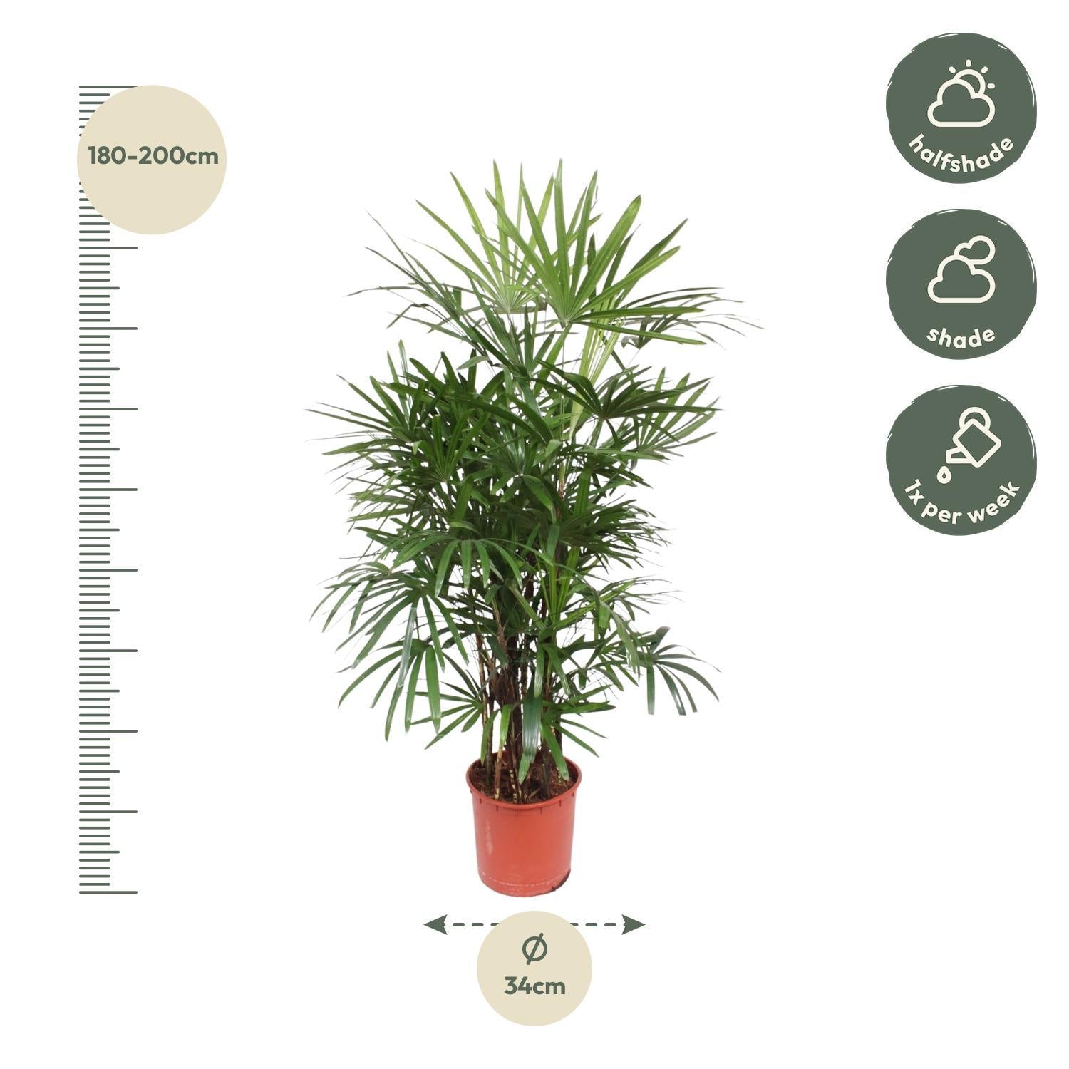 Rhapis Excelsa - 190cm - ø34