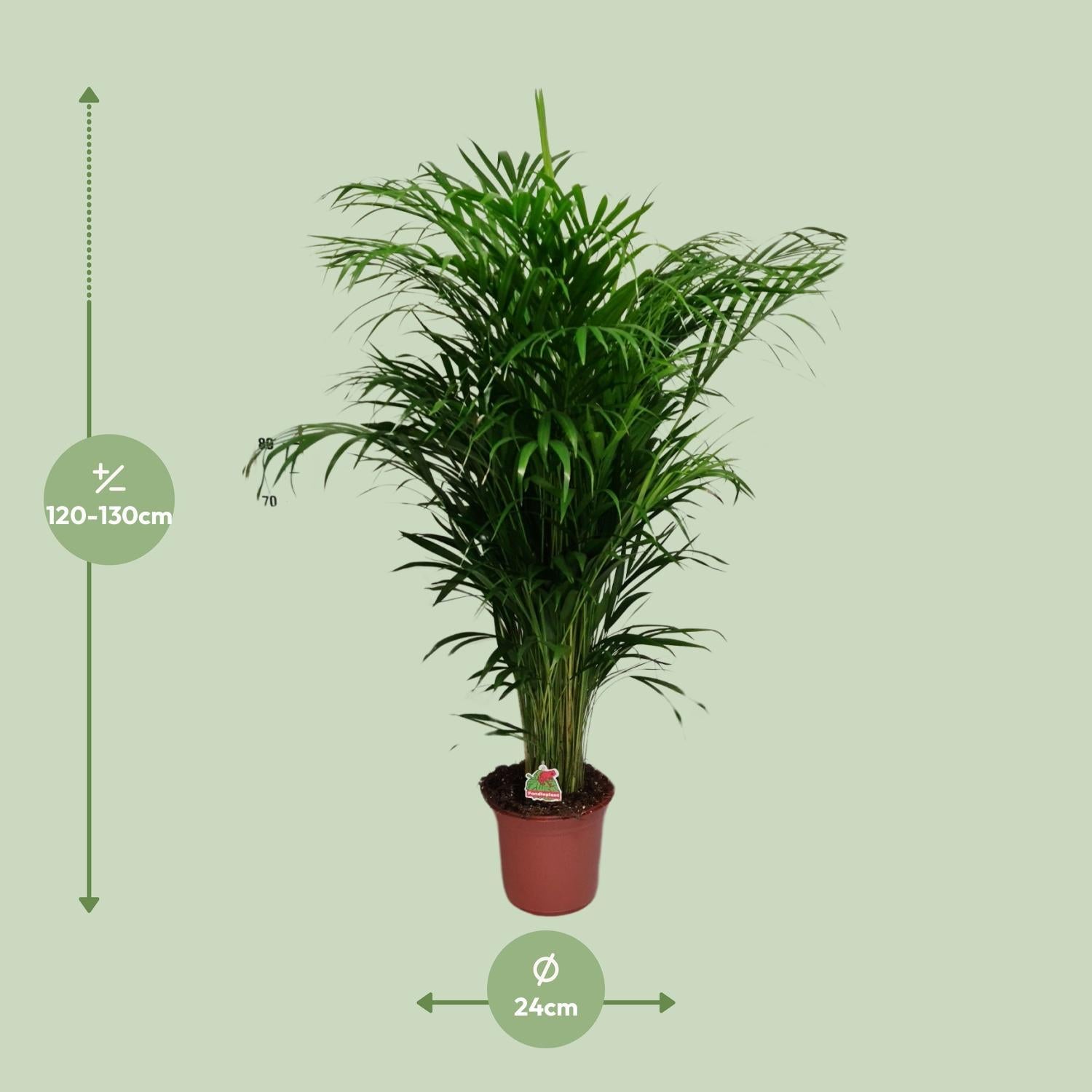 Arecapalme - Dypsis Lutescens - Ø24cm - ↕125cm