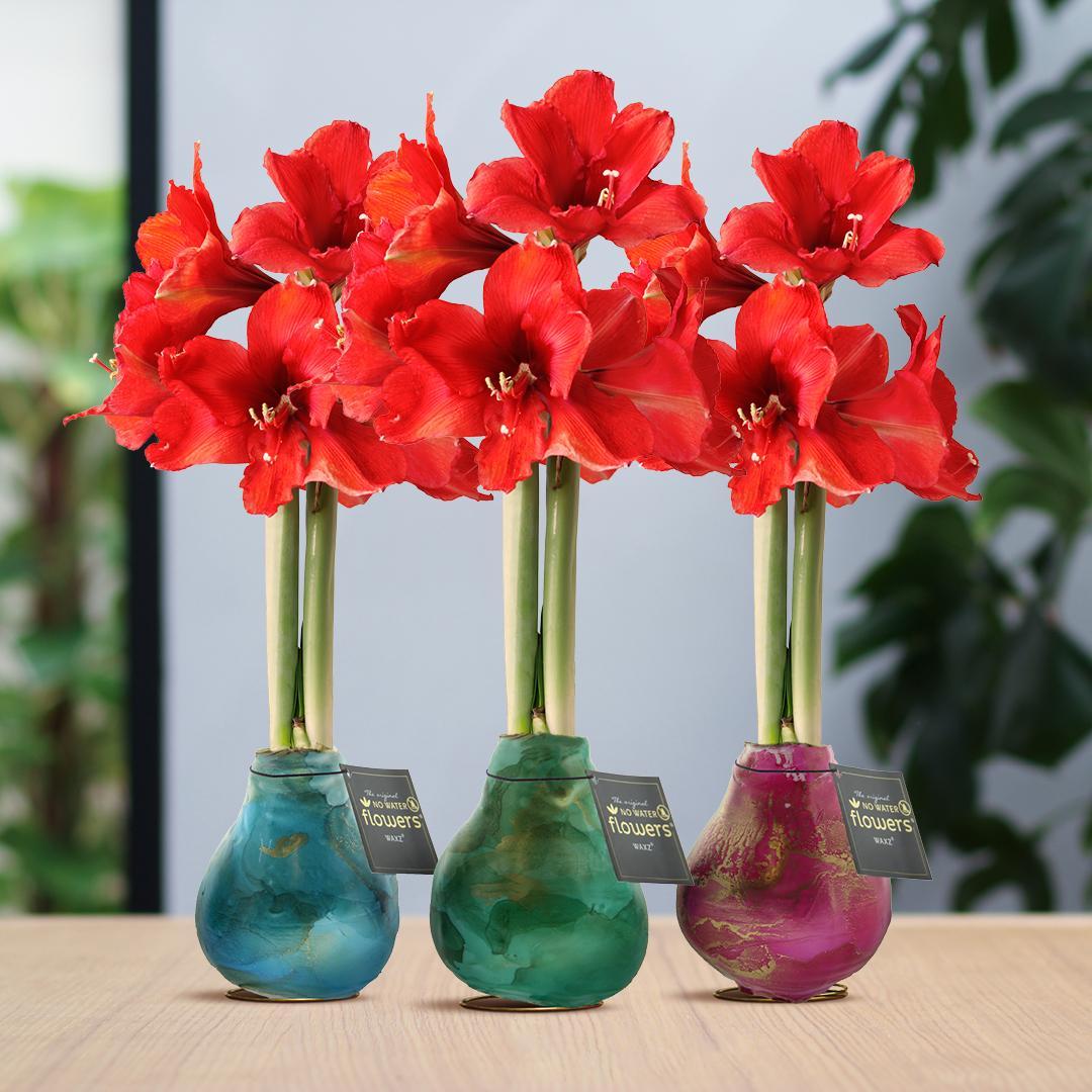 No Water Flowers® (wax amaryllis) | Univerz Saturnus Mix (3 pack) + Red flower