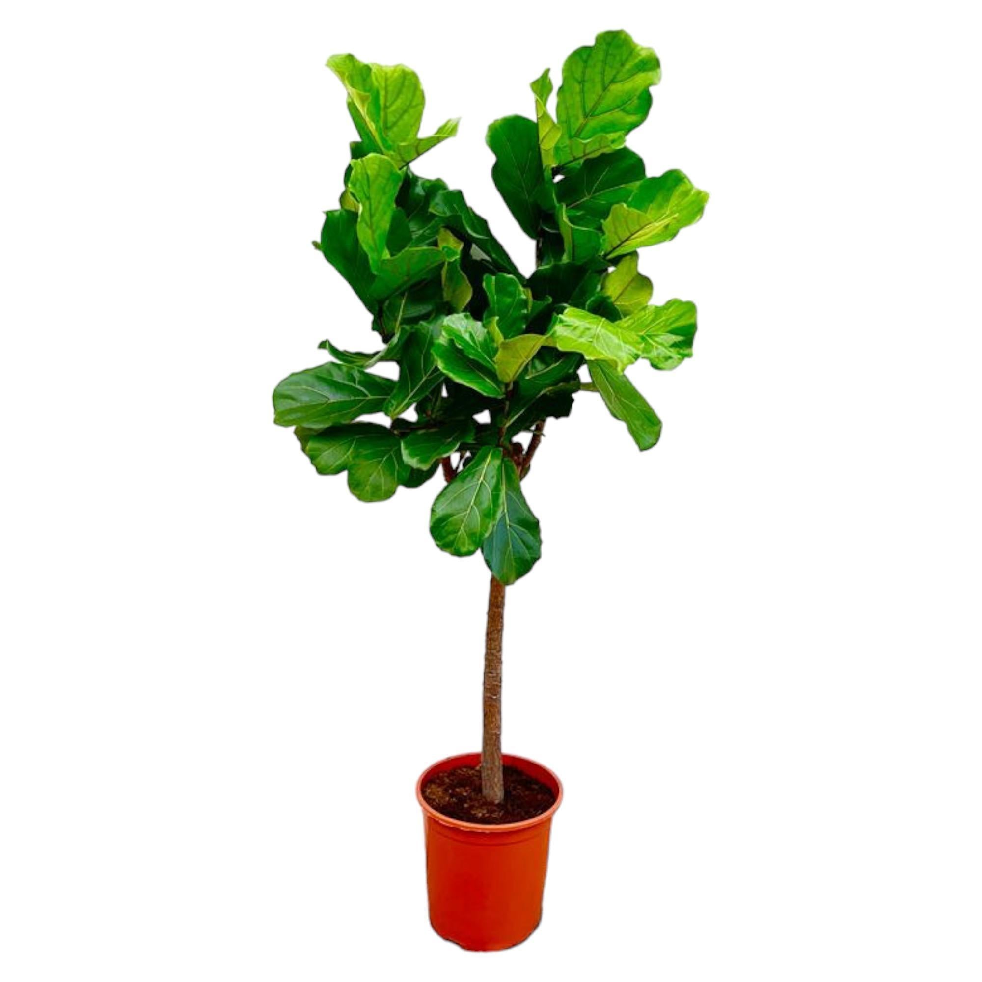 Geigenfeige - Ficus Lyrata Baum - 160 cm - ø30