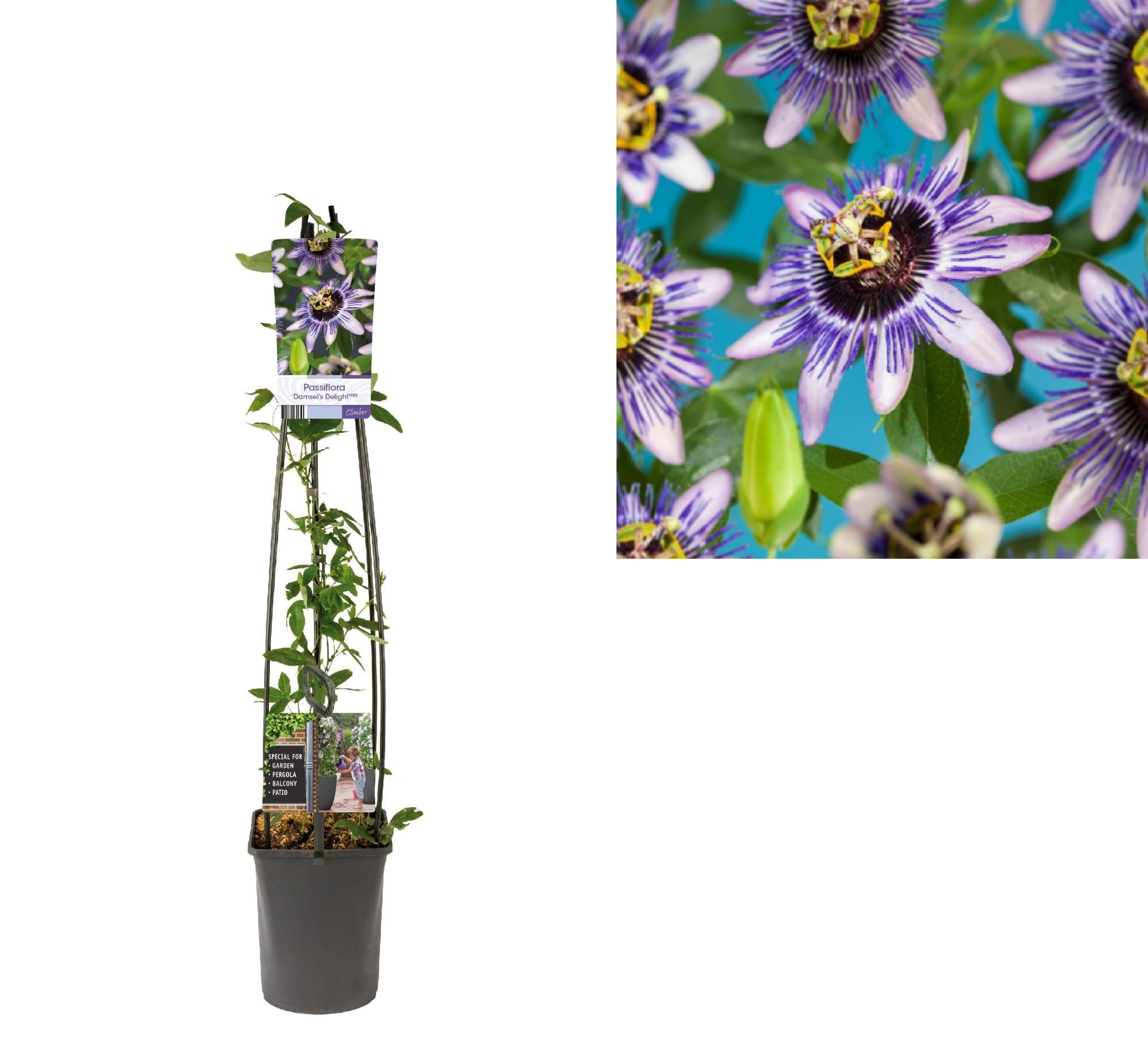 Passiflora 'Damsel's Delight' +light Label