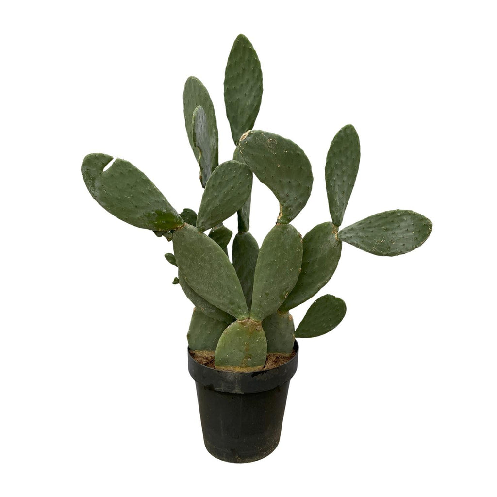Indischer Feigenkaktus - Opuntia Ficus Indica - 140 cm