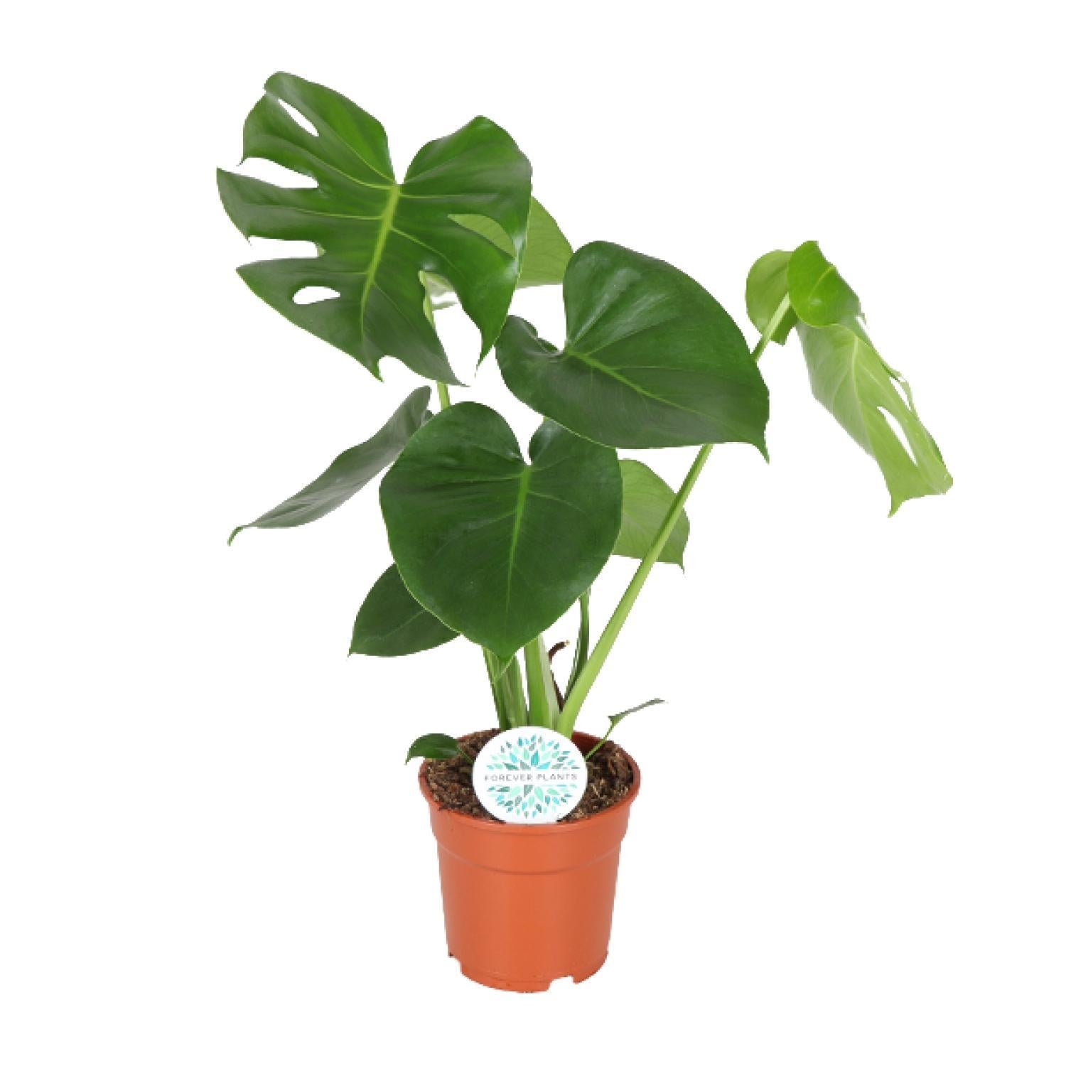 Schweizer Käsepflanze - Monstera Deliciosa - 65cm - Ø21 - Ø17 - 55cm