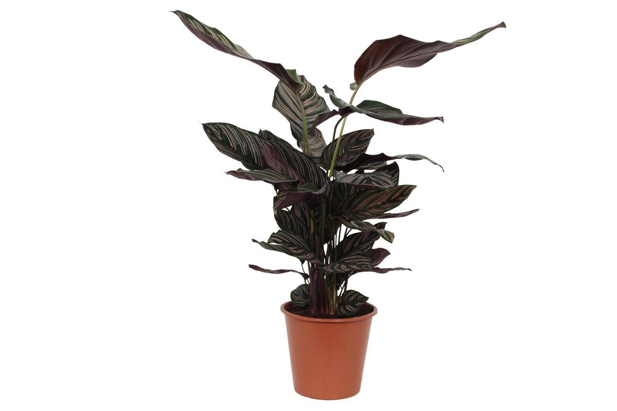 Gebetspflanze - Calathea Sanderiana - 80 cm - Ø19cm