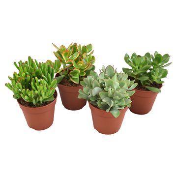 Gummibaum Mix - Crassula Mix - Geldbaum, Jadepflanze - Ø12cm - ↕23cm    3 Stück