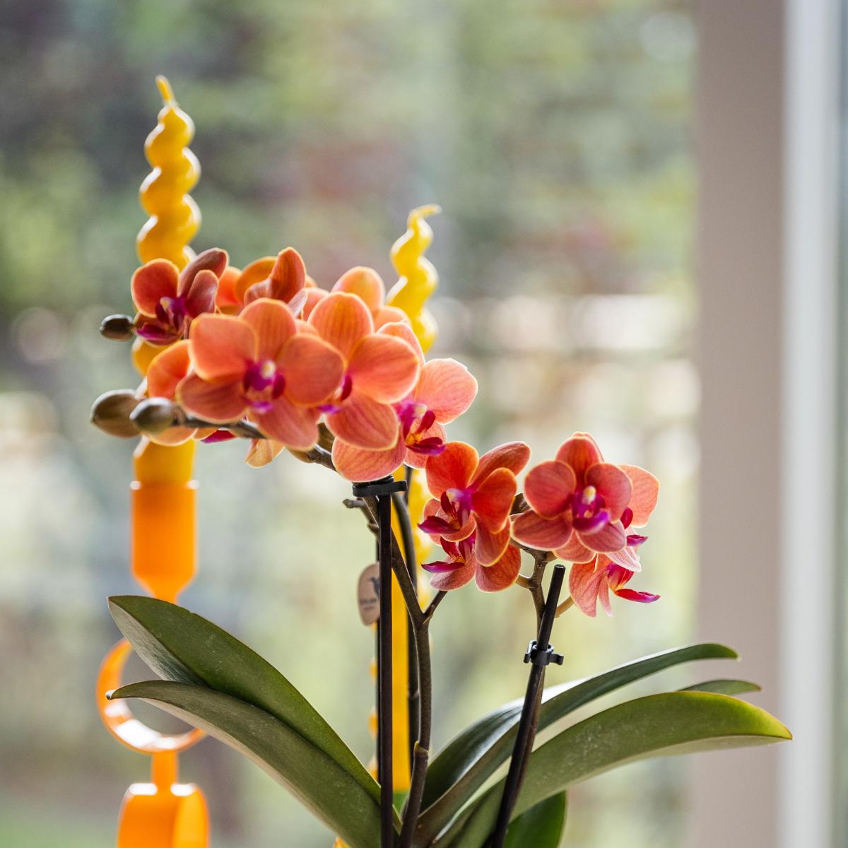 Orchidee - Orange Orchidee Bolzano + Hieroglyph Zierpot Off White - Topfgröße Ø9cm