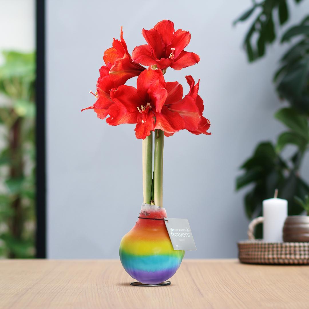 No Water Flowers® (wax amaryllis) | Rainbow - Red flower