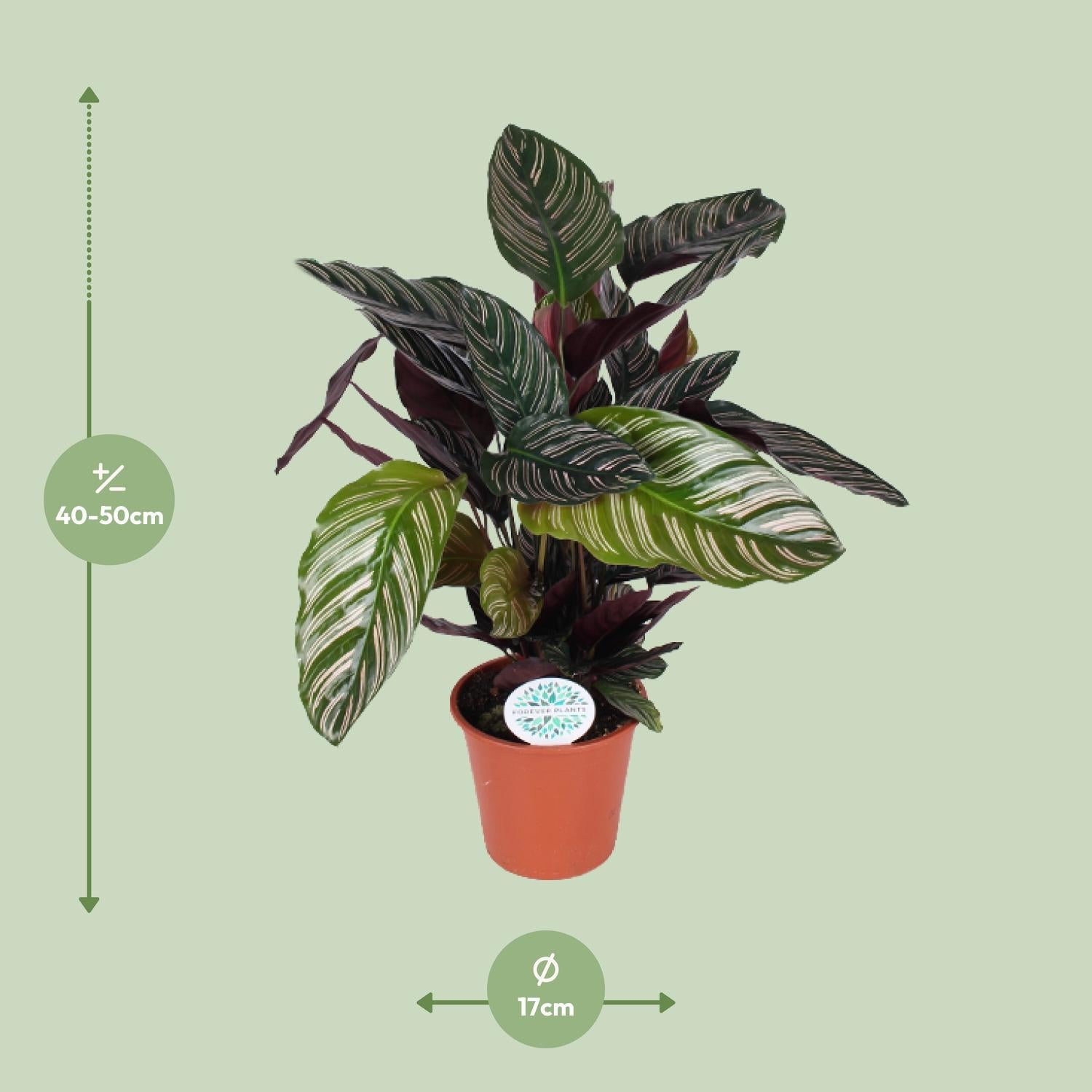 Gebetspflanze - Calathea Ornata - Ø17cm - ↕50cm