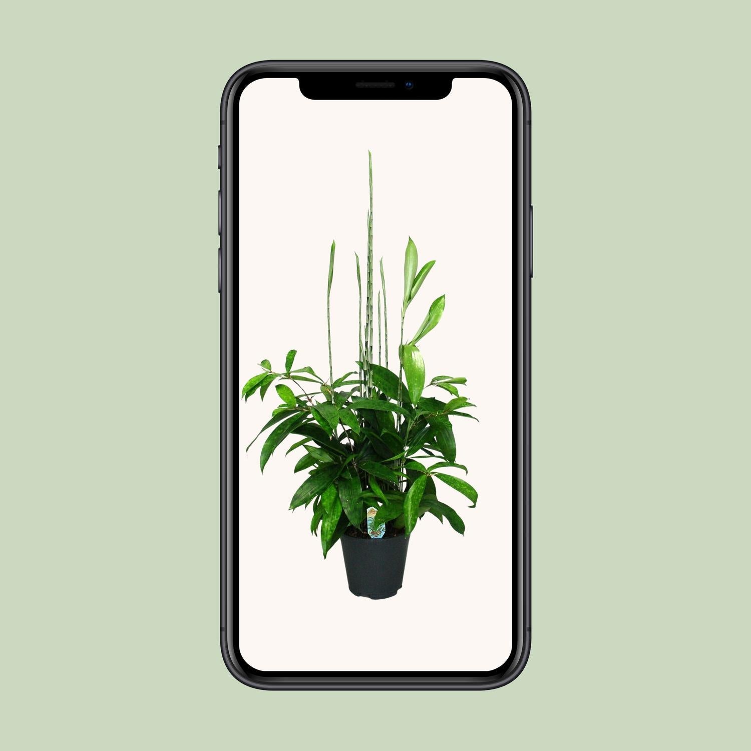 Japanischer Bambus - Dracaena Surculosa - Ø17cm - ↕60cm