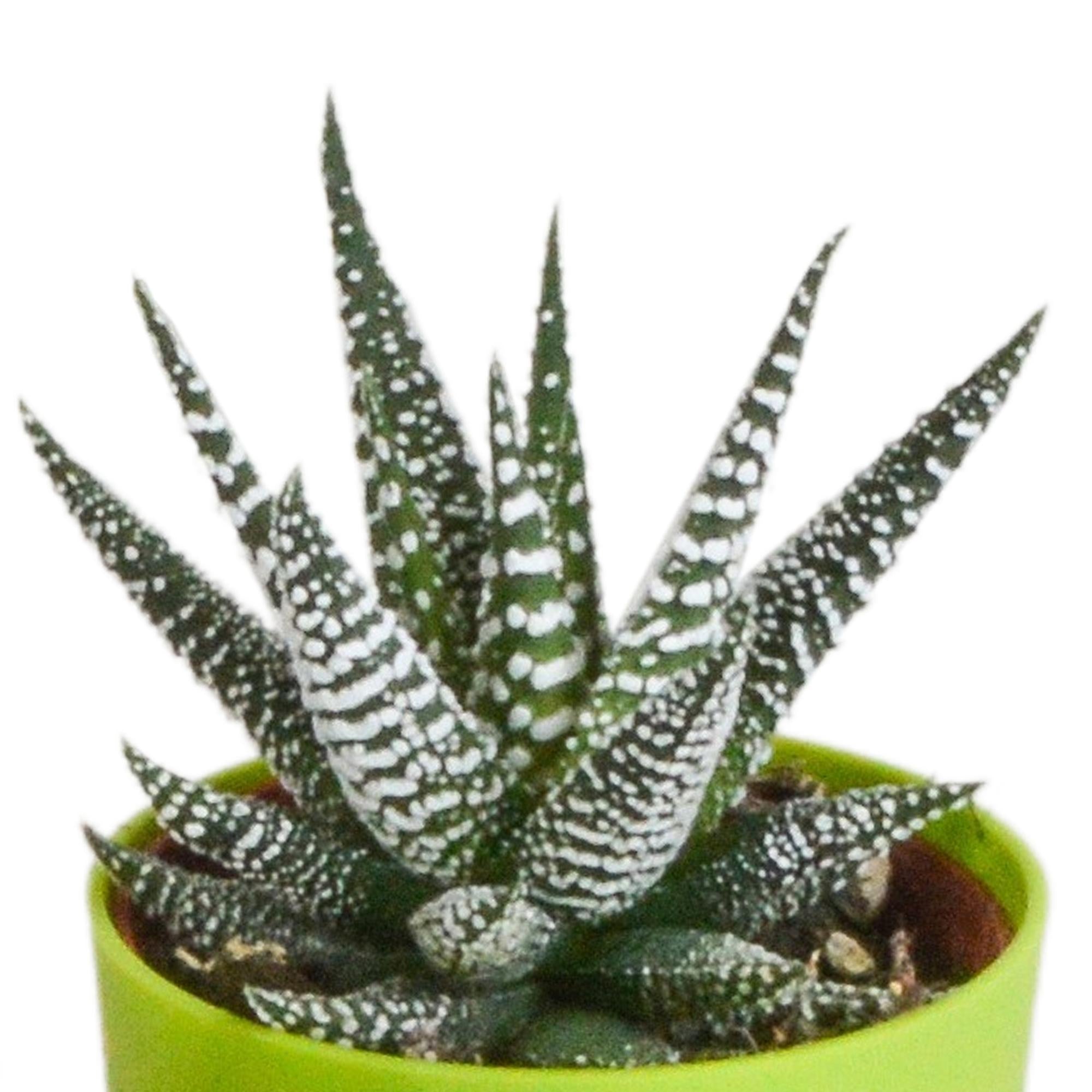 Pflanzen Mix - Gasteria/Haworthia-Mischung 5,5cm - in farbiger Plastiktopf   5 Stück