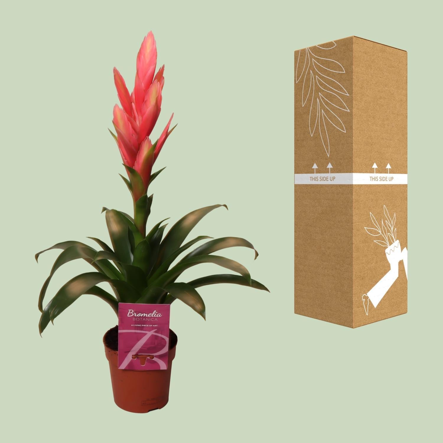 Tillandsia Ziva - Ø12cm - ↕50cm