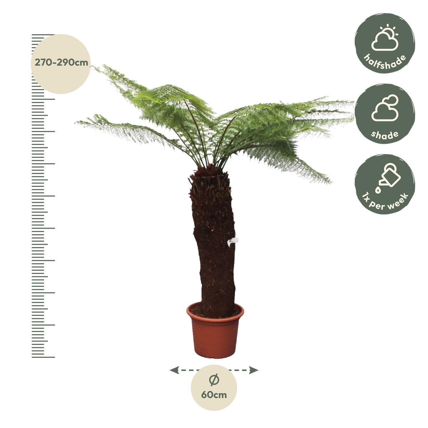 Tasmanischer Baumfarn - Dicksonia Antarctica - 280cm - ø60