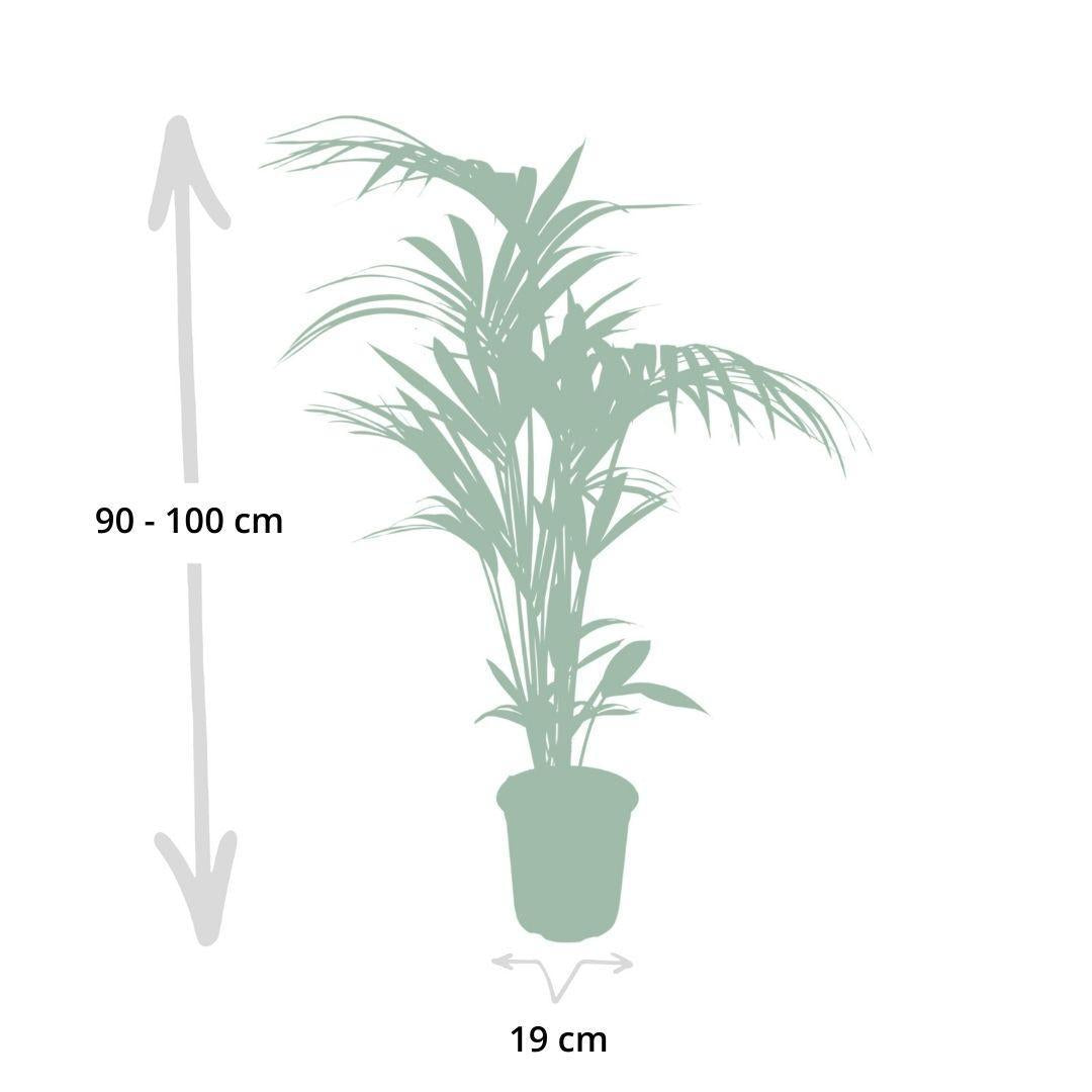 Kentia Palme - Howea forsteriana - Ø18 - ↨100cm