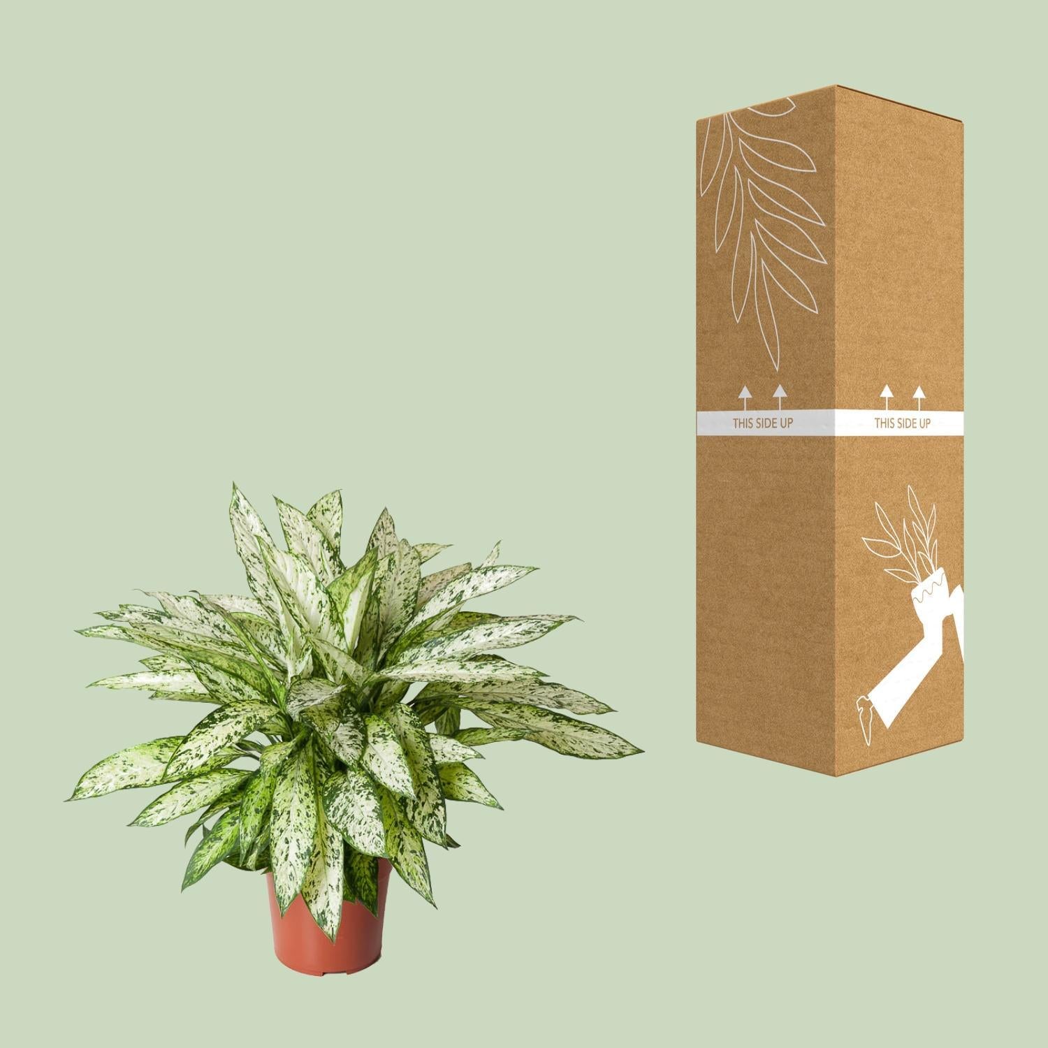 Dieffenbachia Vesuvius - Ø27cm - ↕80cm