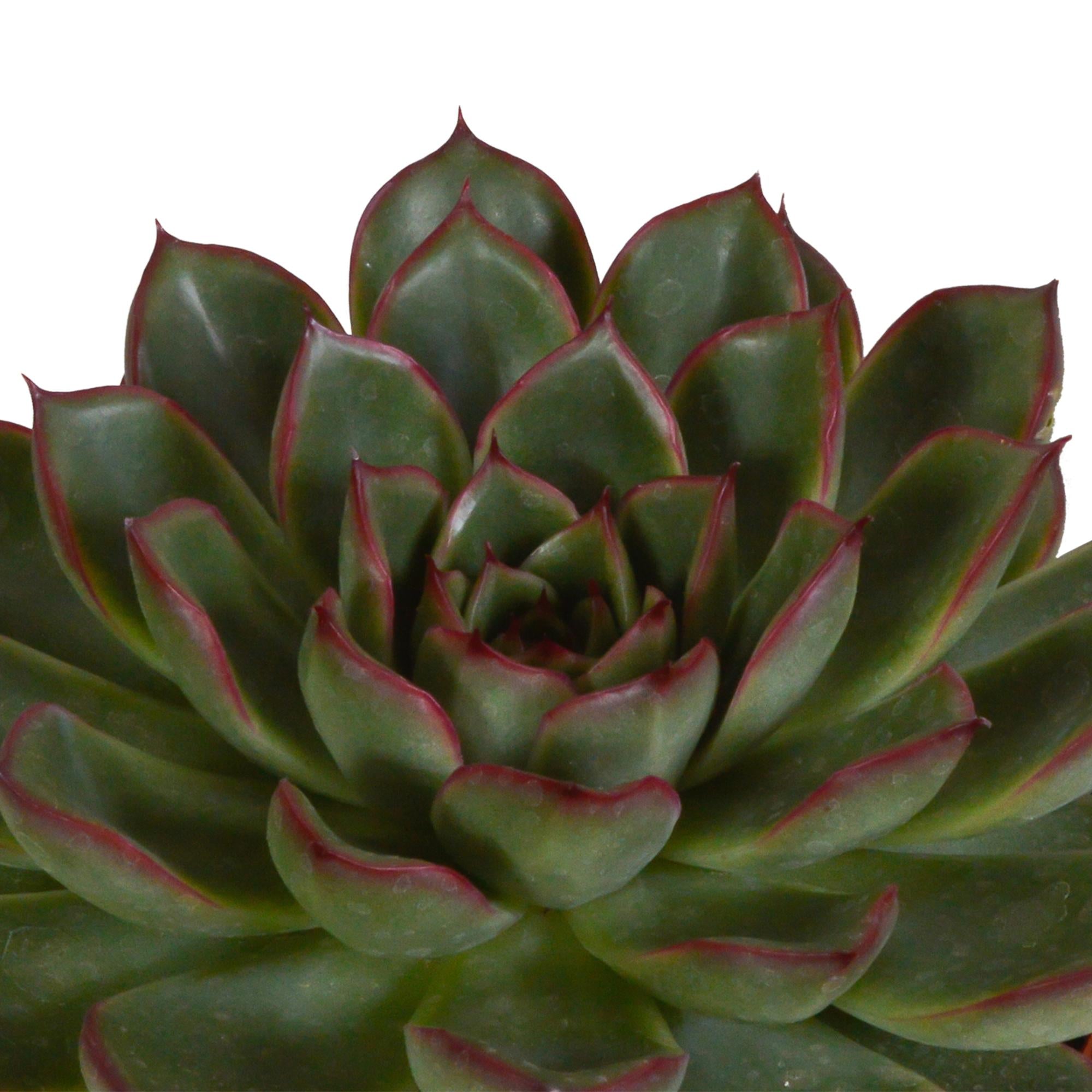 Echeveria Mix -  10,5 cm - weißen Topf   3 Stück