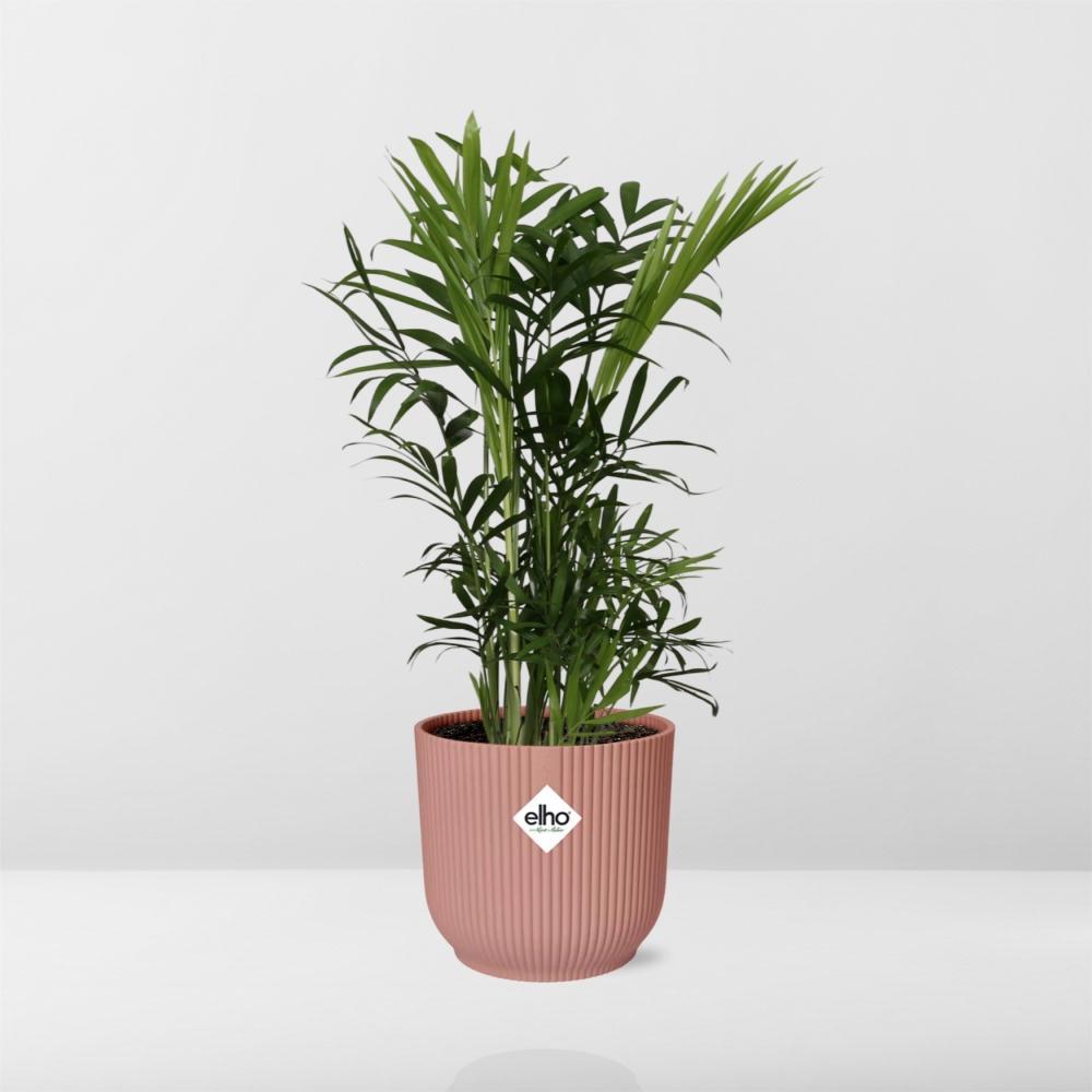 Mexikanische Bergpalme - Chamaedorea Elegans in ELHO Vibes Fold Topf Rosa