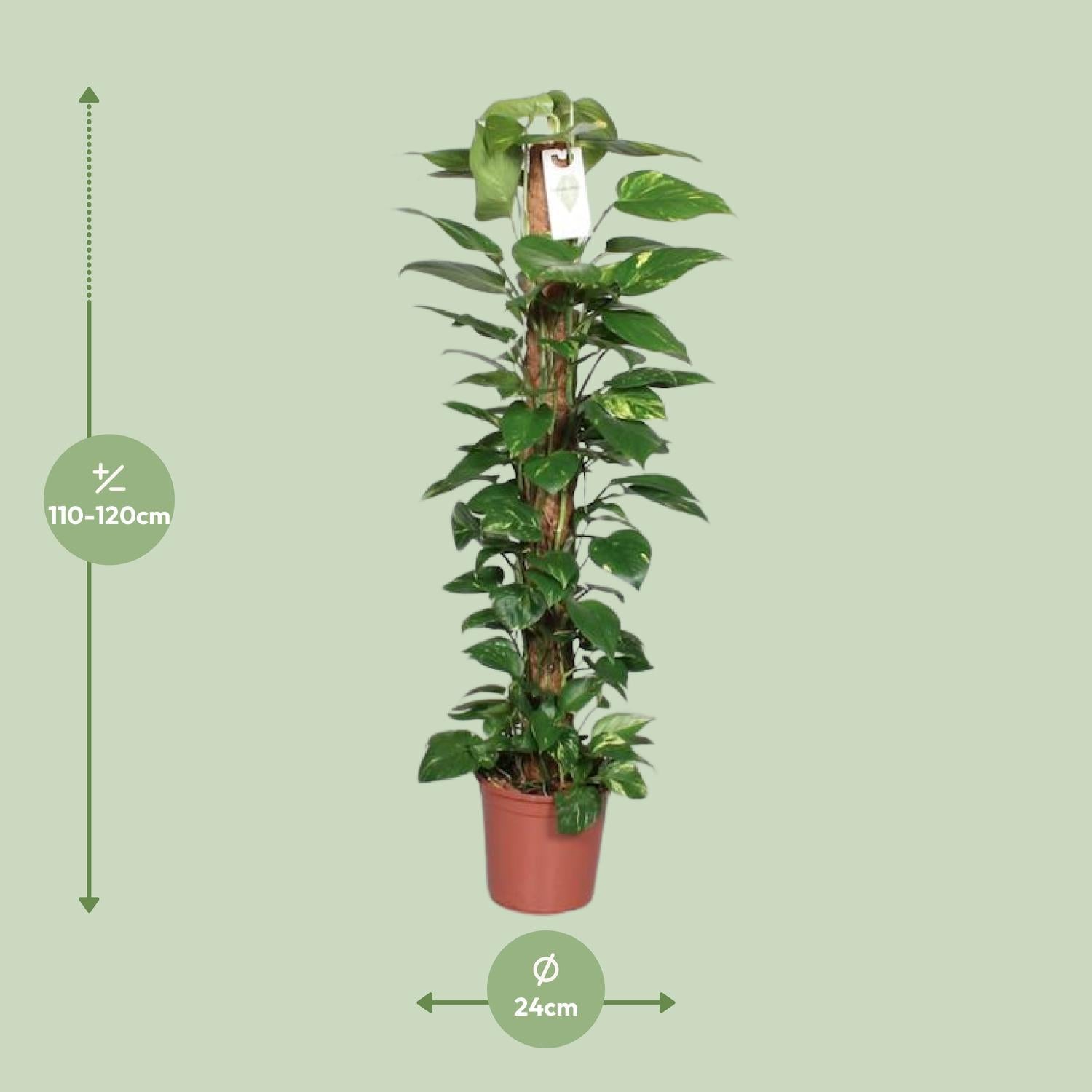 Efeutute - Epipremnum Pinnatum Mosstok 120cm Scindapsus - Ø24cm - ↕120cm mit Moosstab