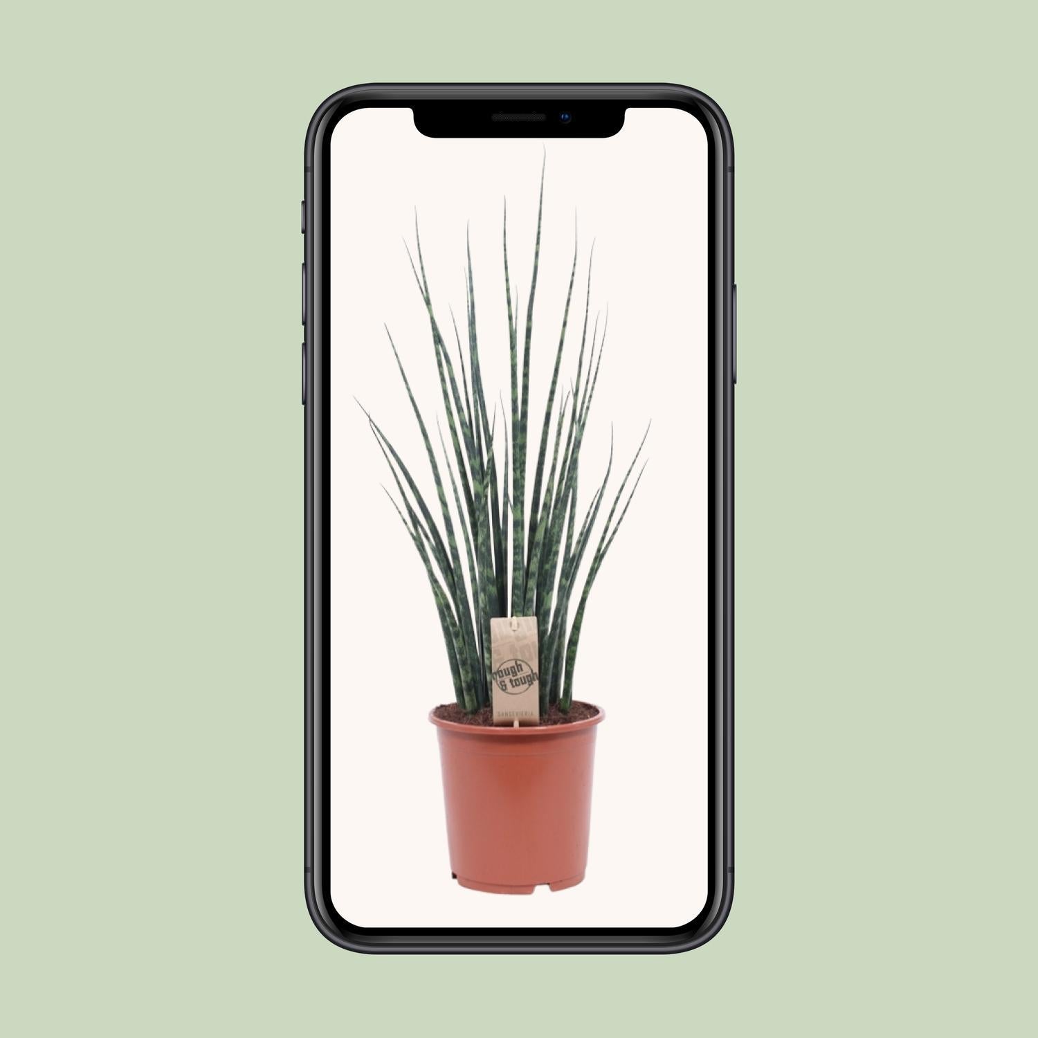 Sansevieria Fernwood Mikado - Ø19cm - ↕80cm