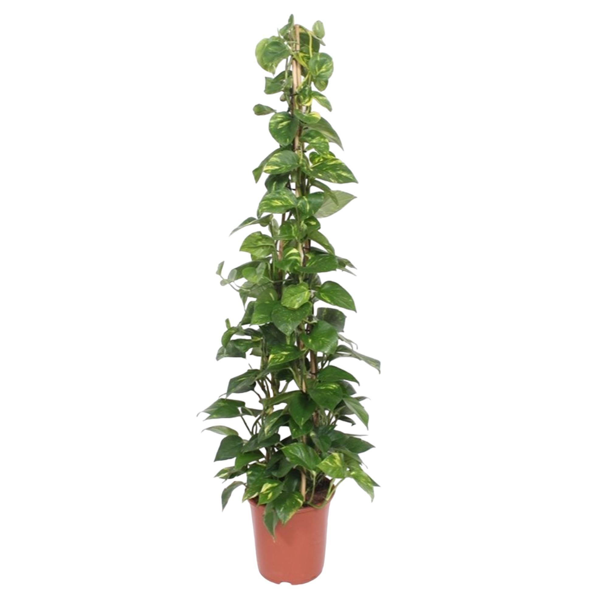 Epipremnum Aureum piramide - 160 cm - ø27