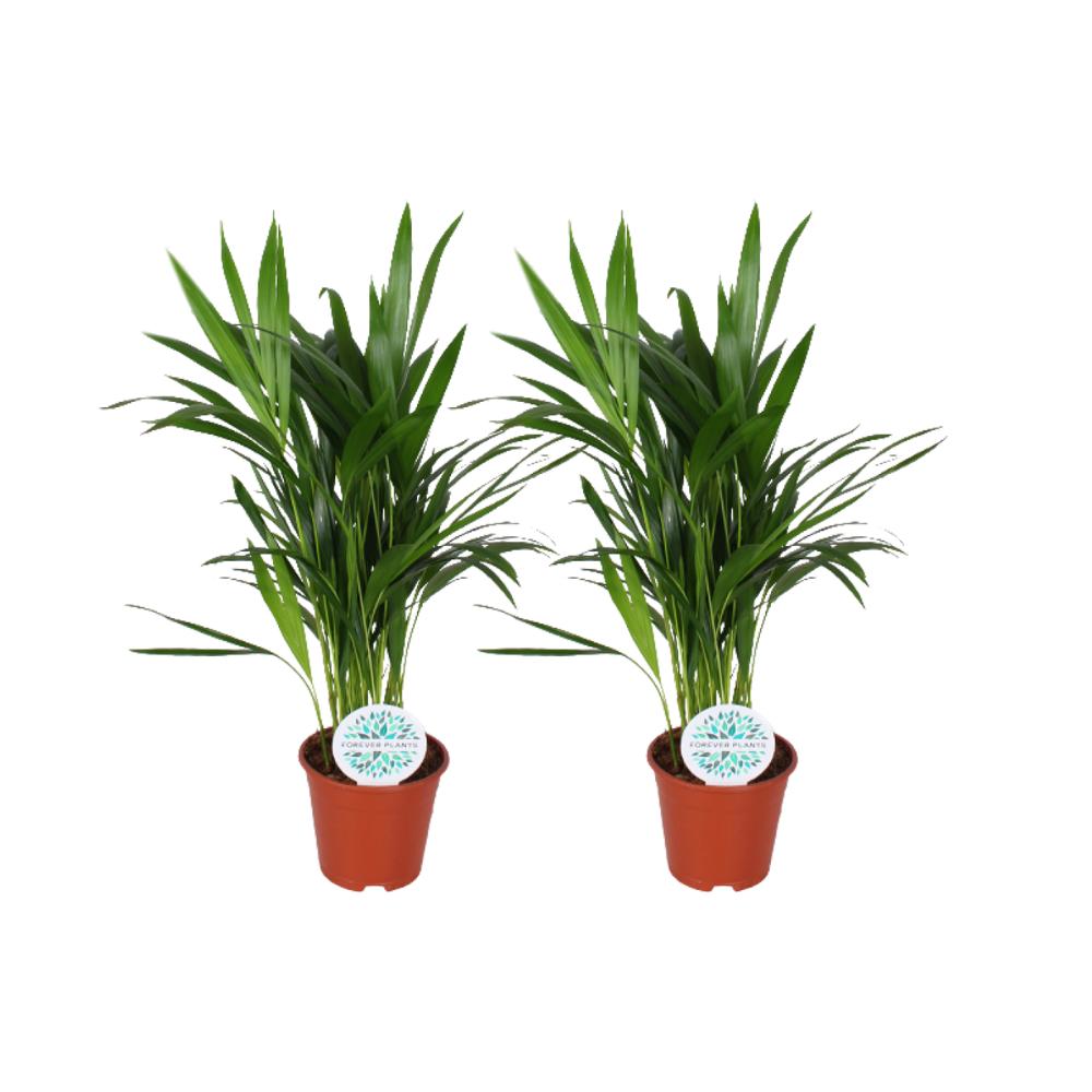 Arecapalme  Dypsis Lutescens - 2 Stück - Ø14cm - ↕50cm